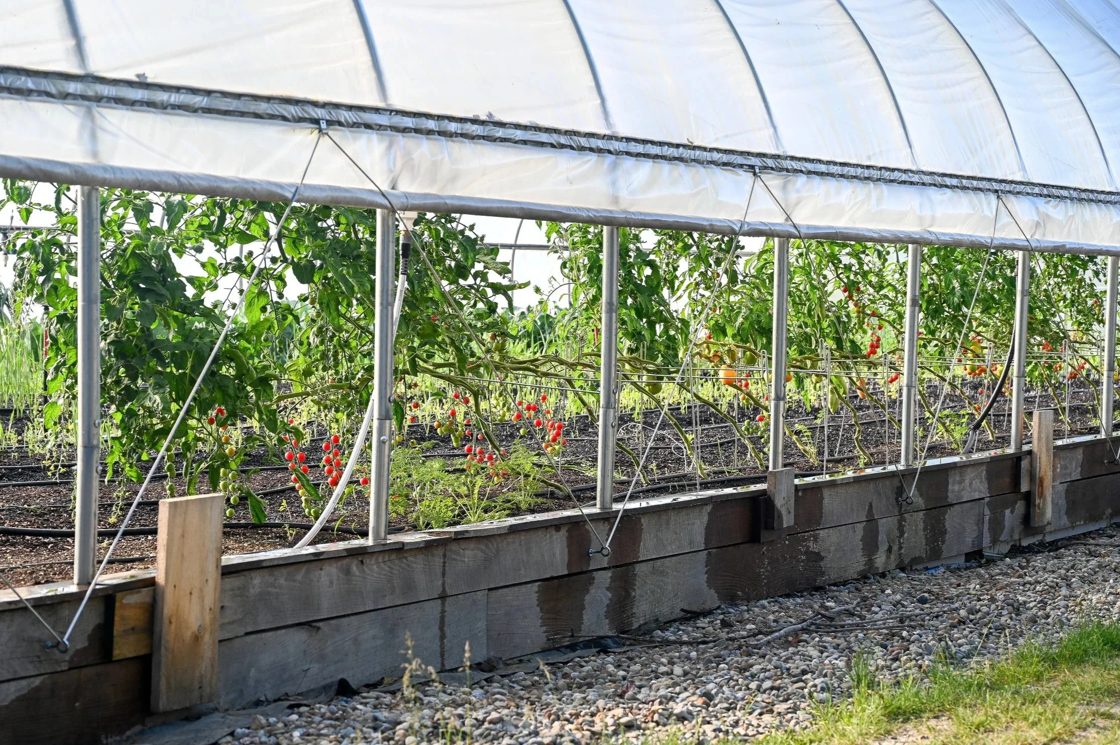 Greenhouse from the Side