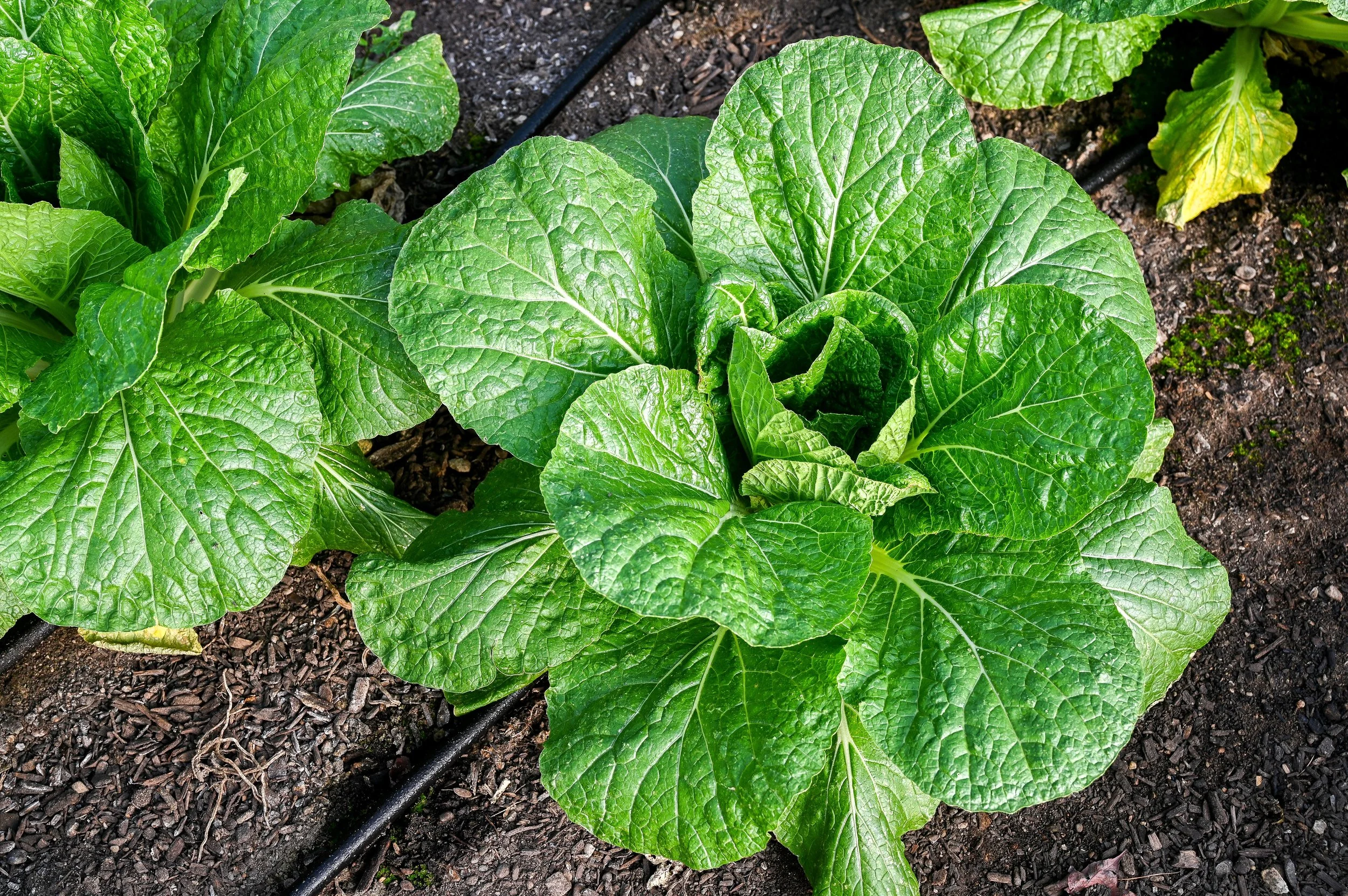 Napa Cabbage