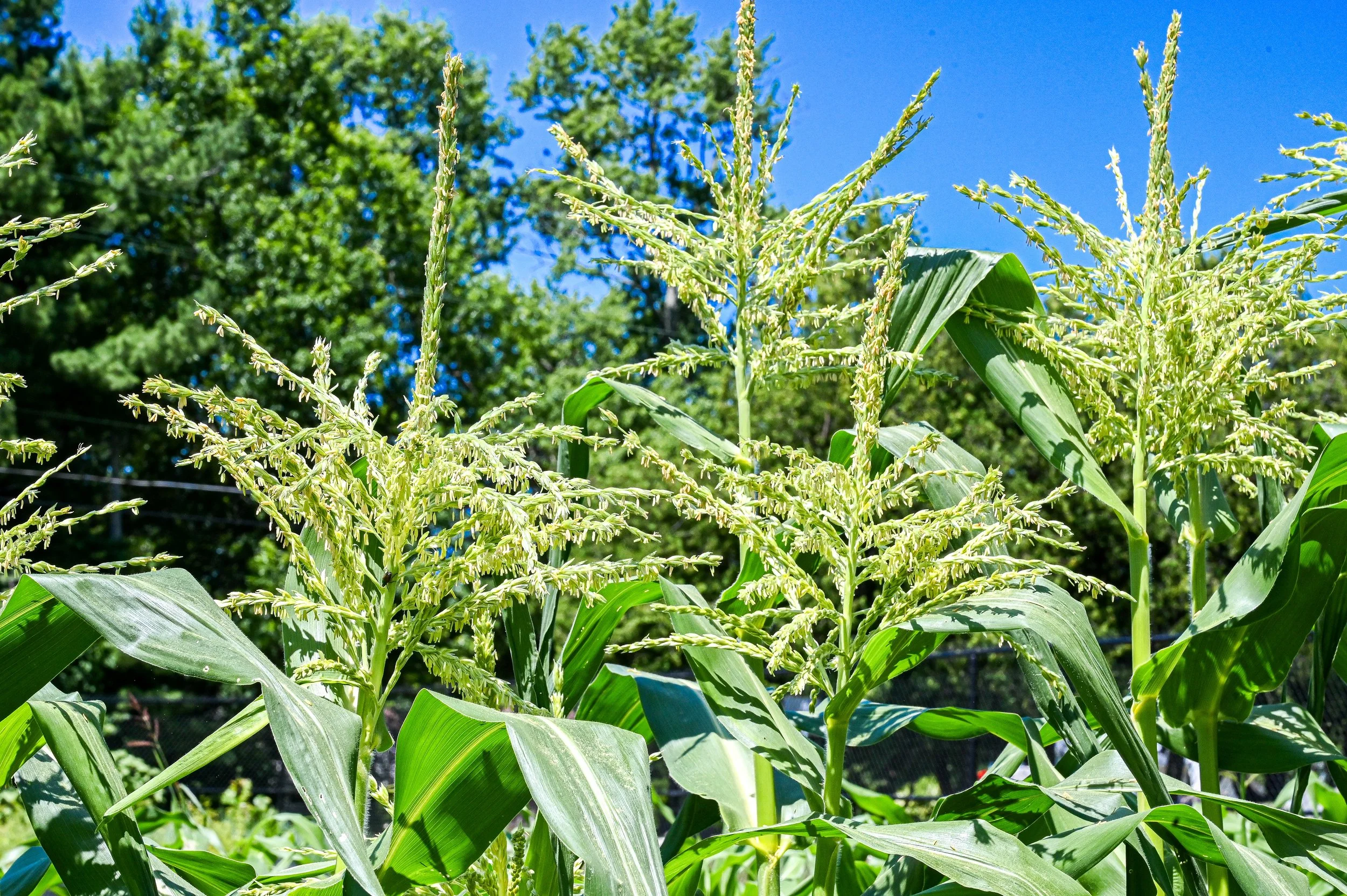 Corn