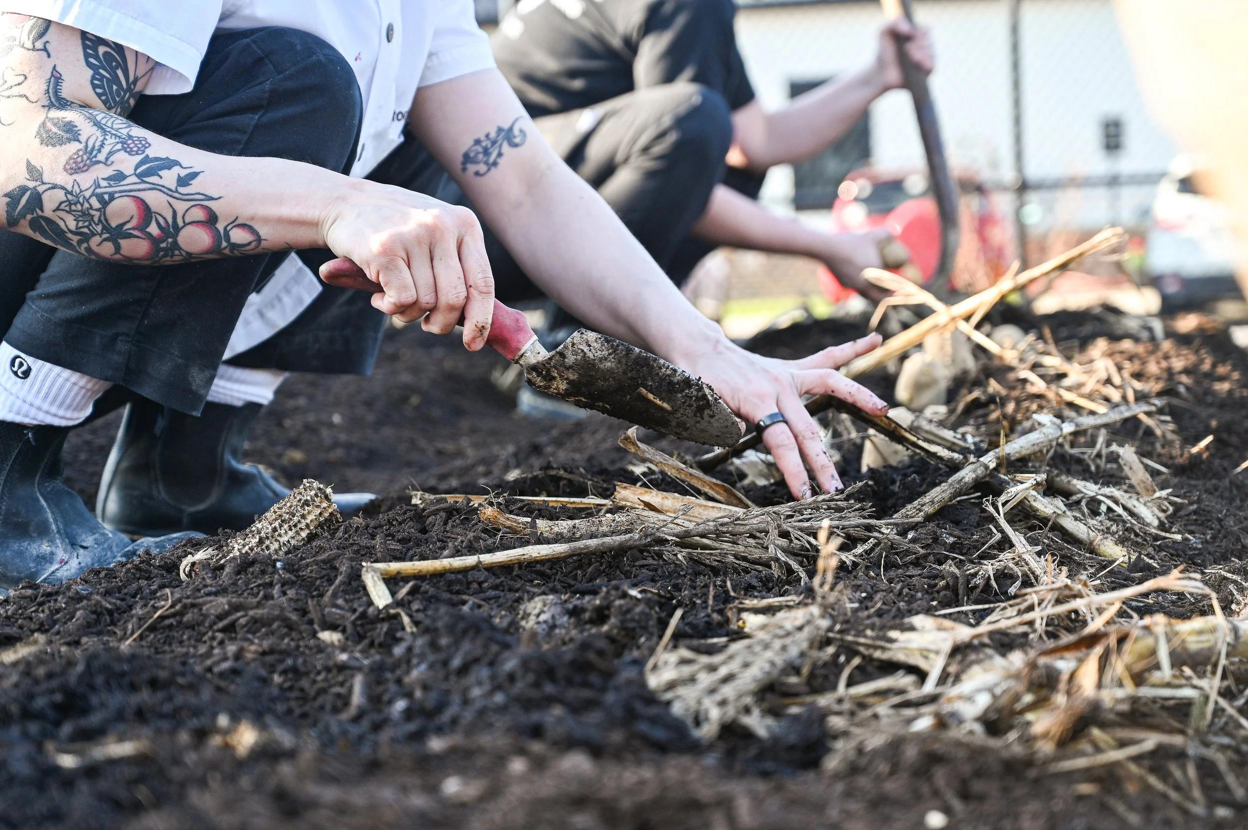 Planting Potatoes