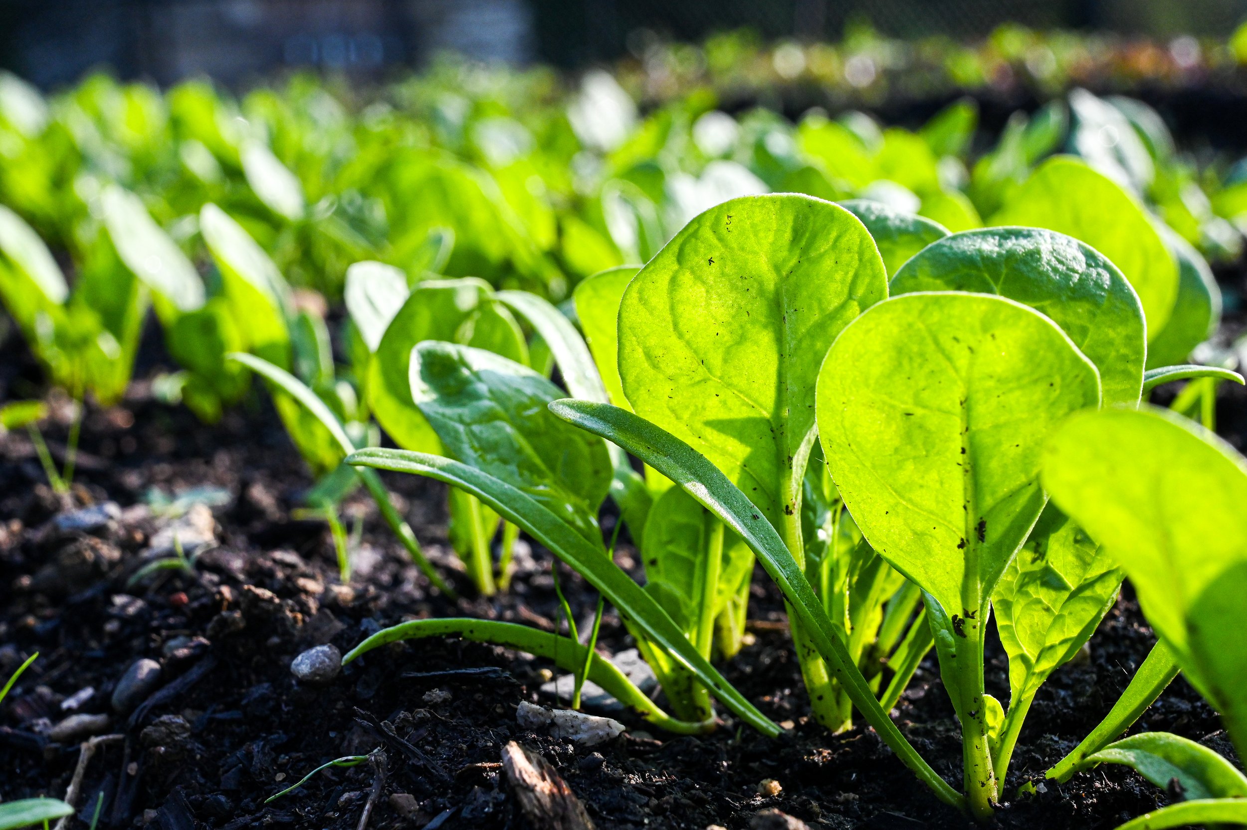 Spinach