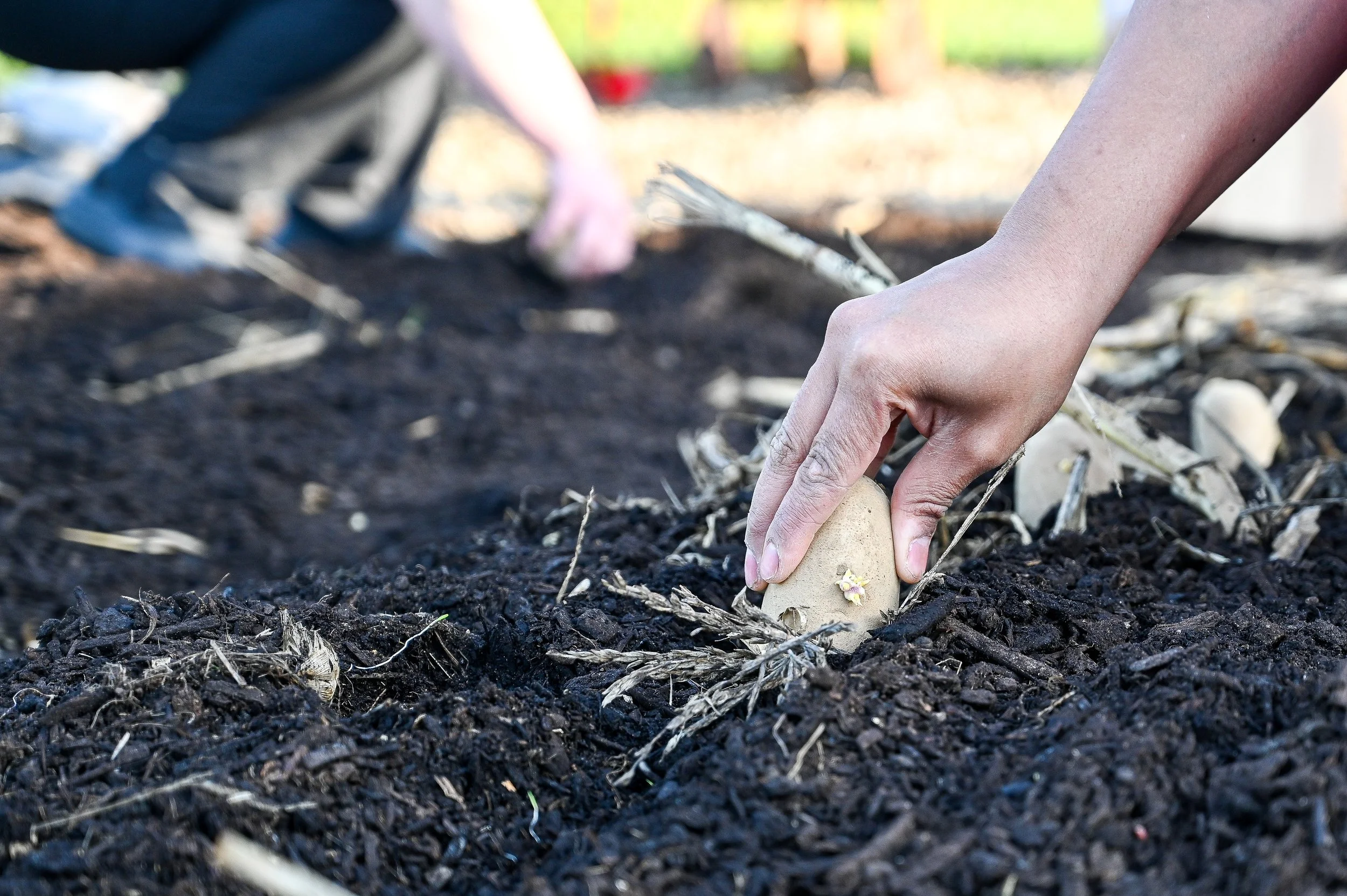 Planting Potatoes