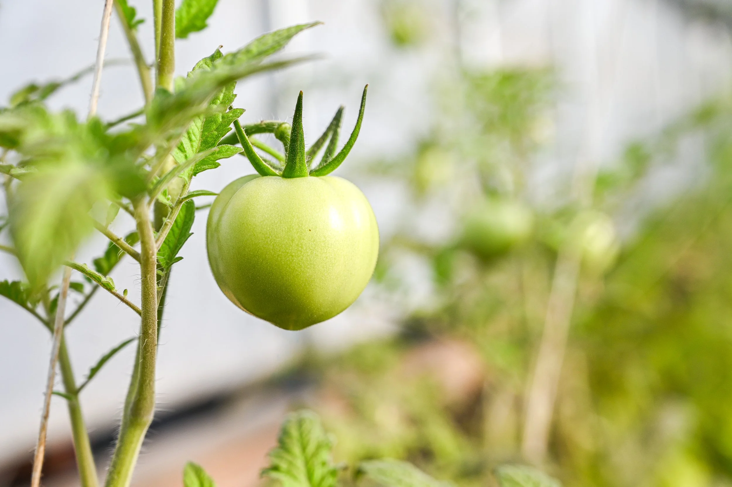 Tomato