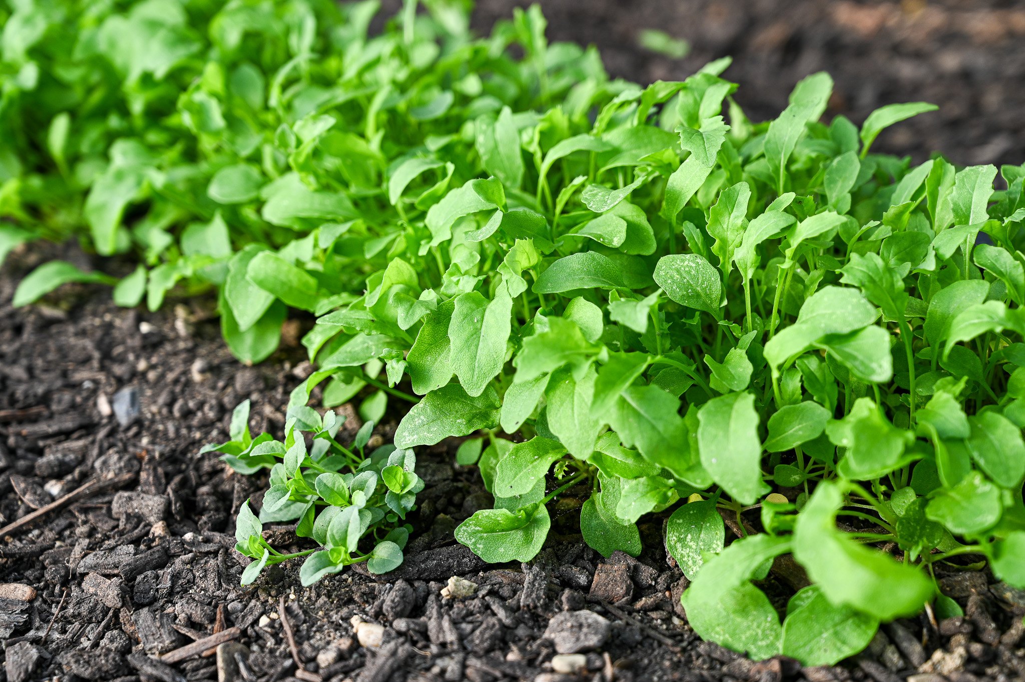 Arugula