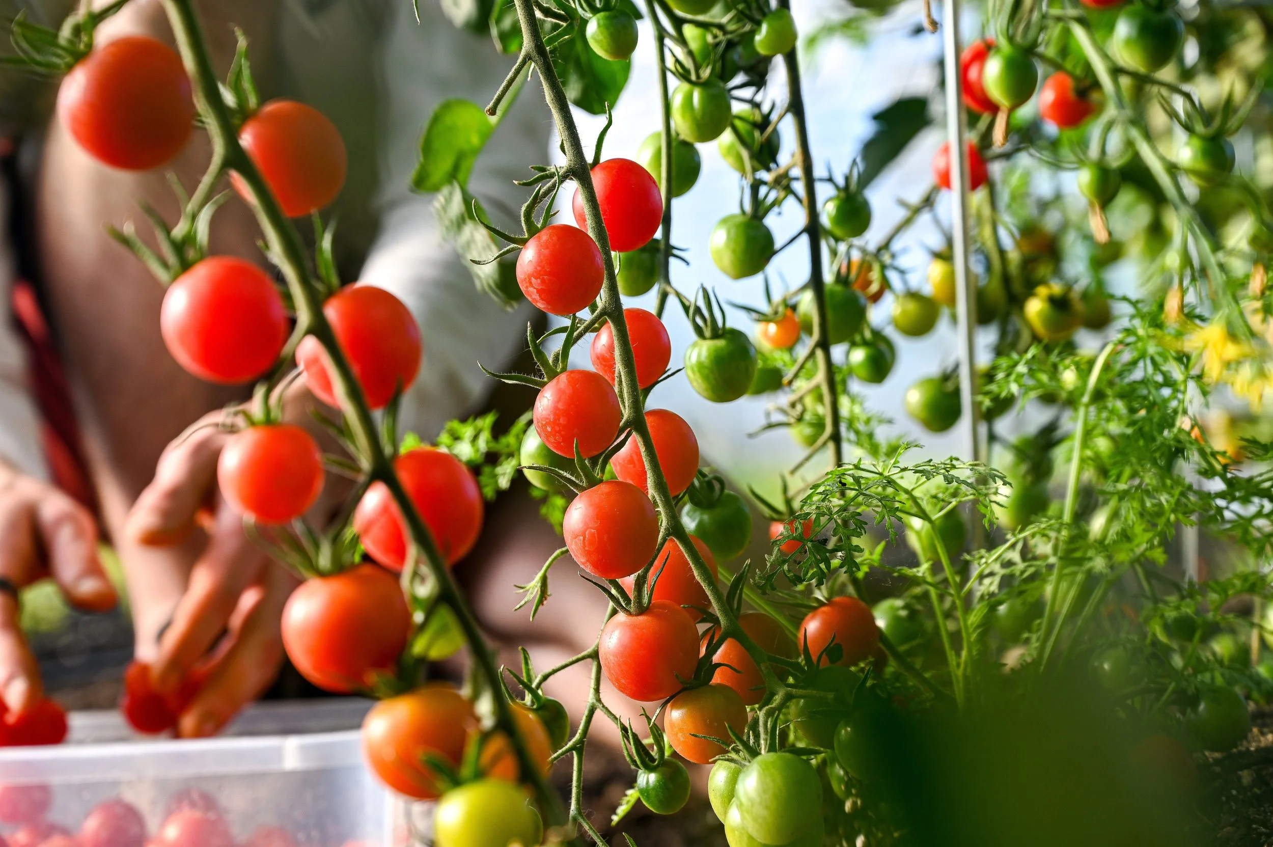 Cherry Tomatoes
