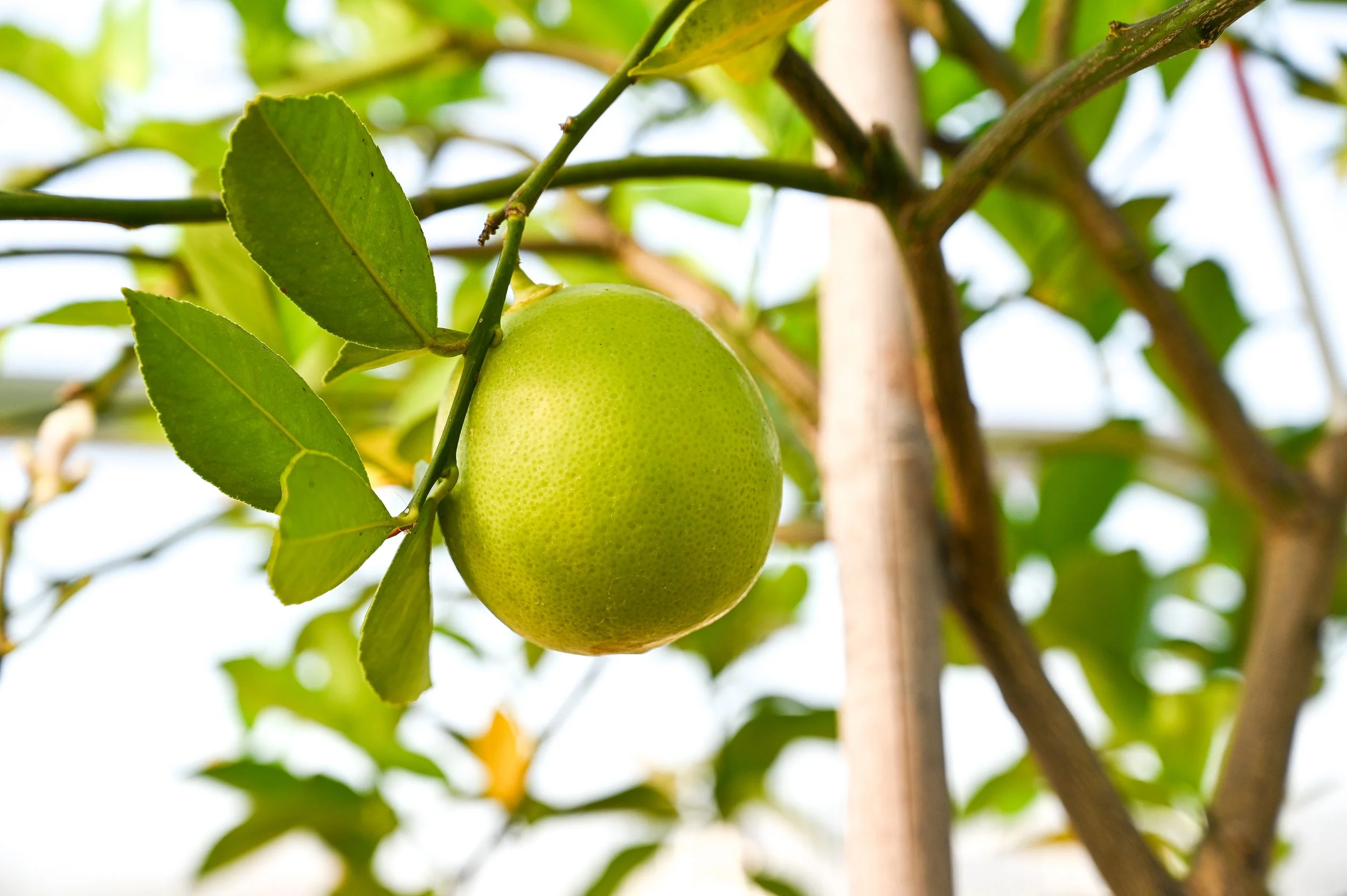 Lemon