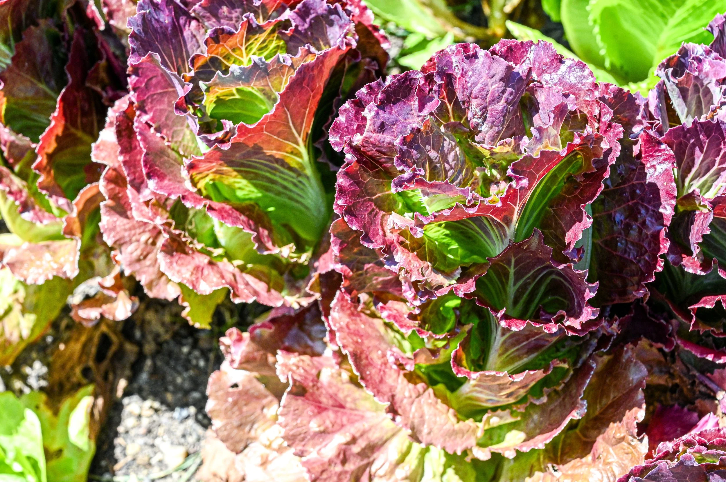 Cherokee Red Lettuce
