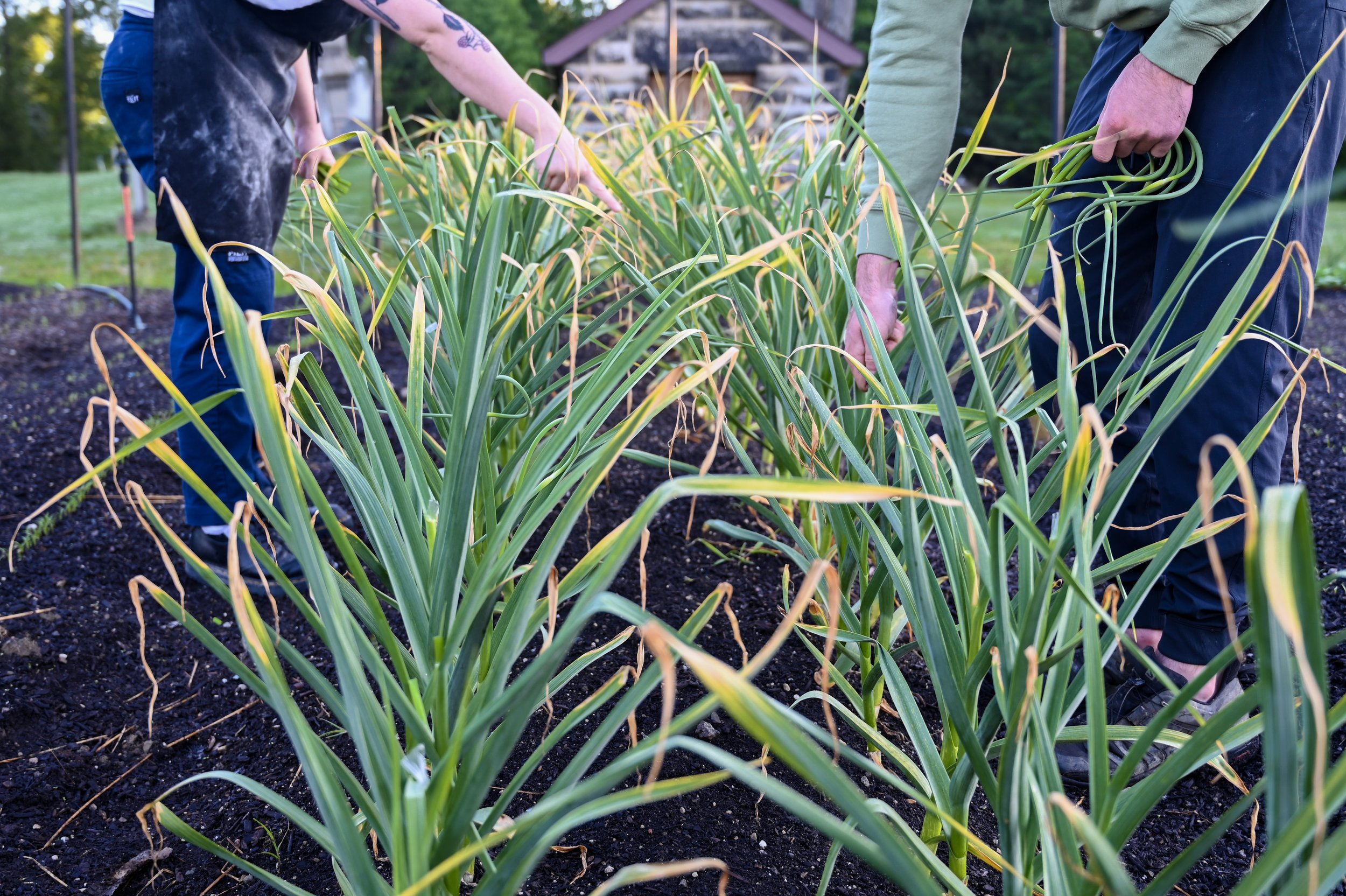 Garlic Scapes