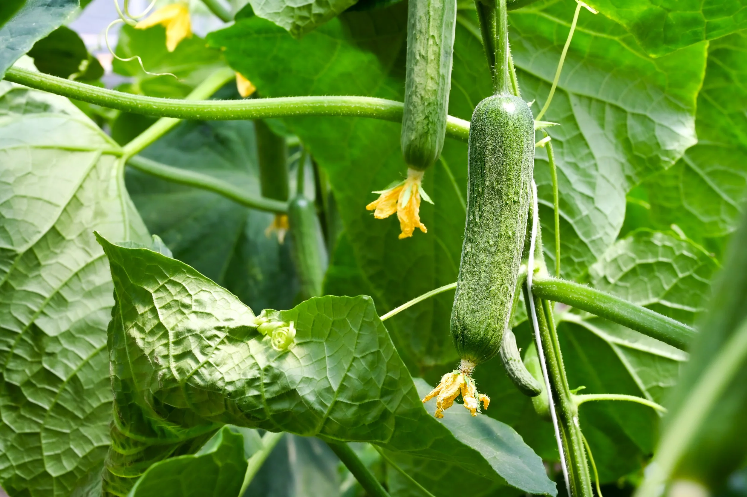 Cucumber