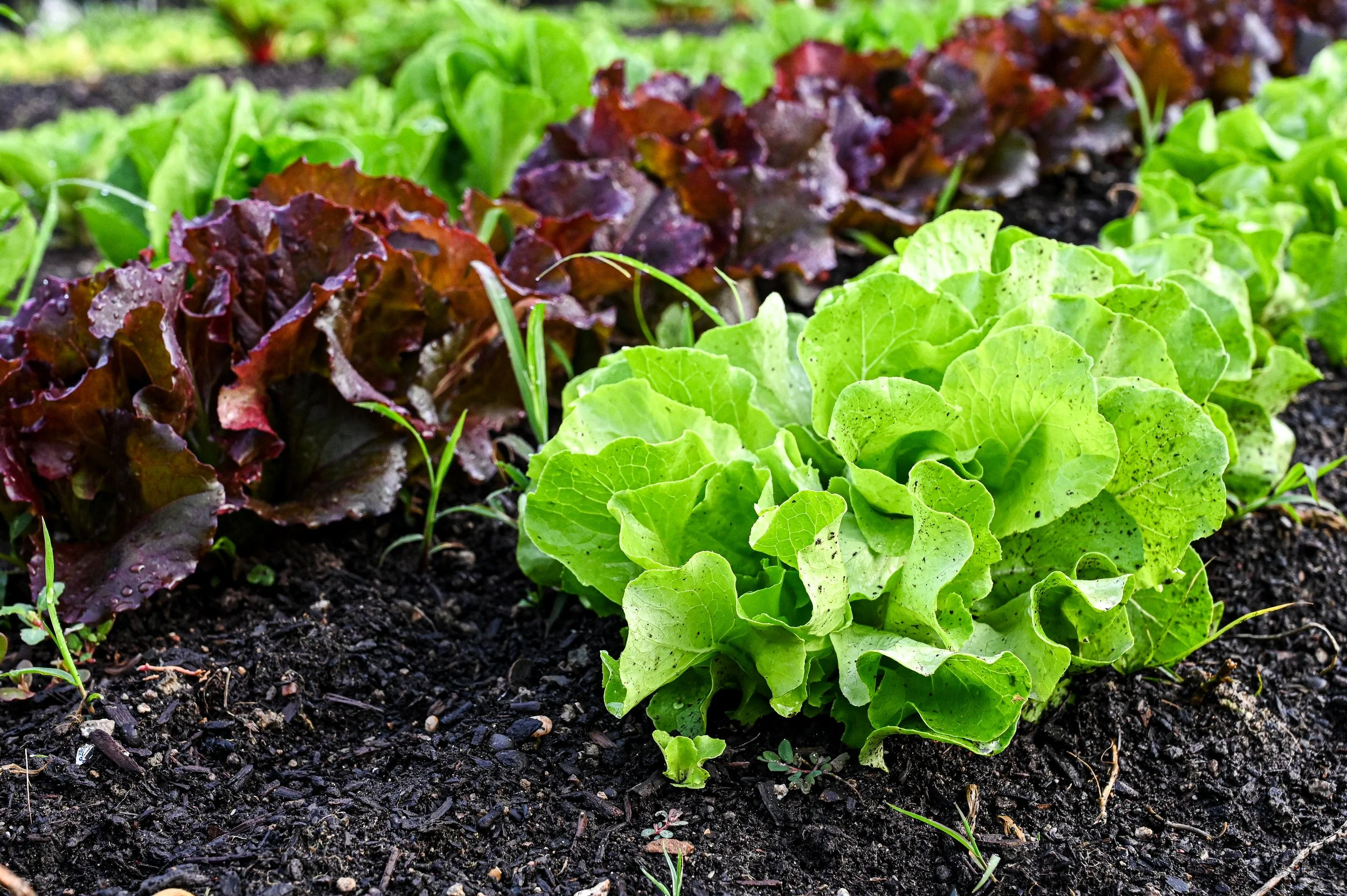 Lettuce
