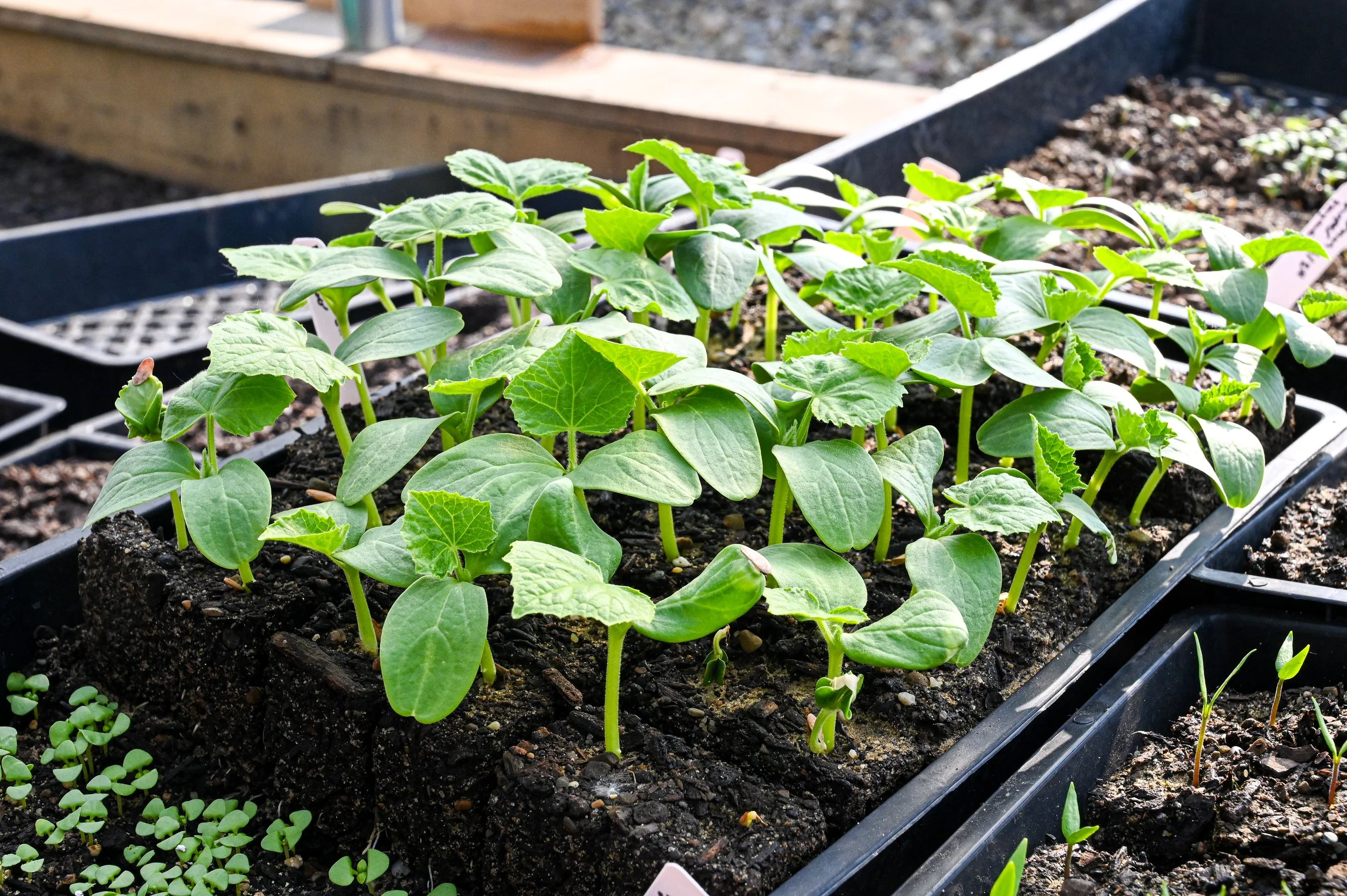 Cucumber