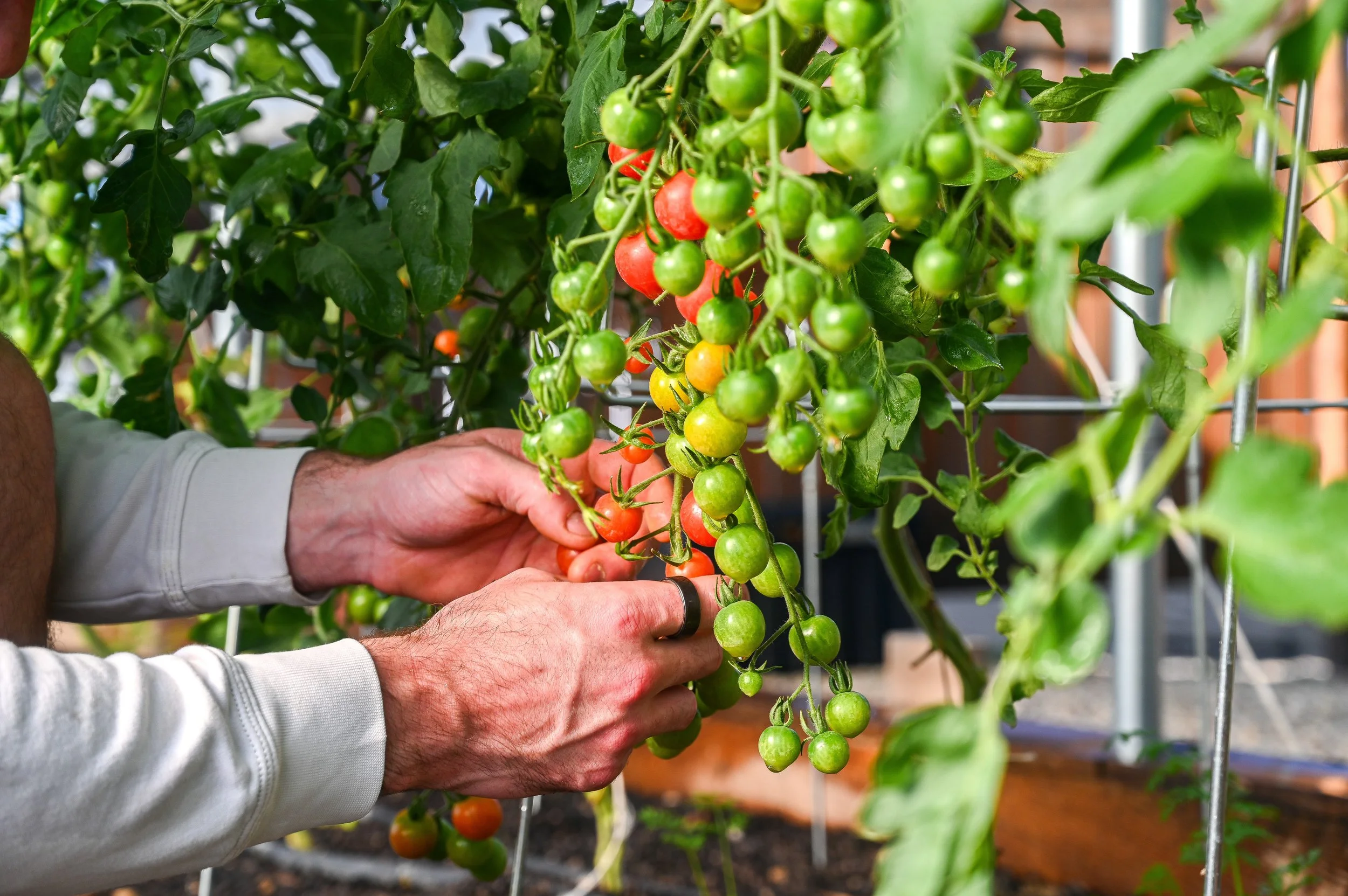Cherry Tomatoes