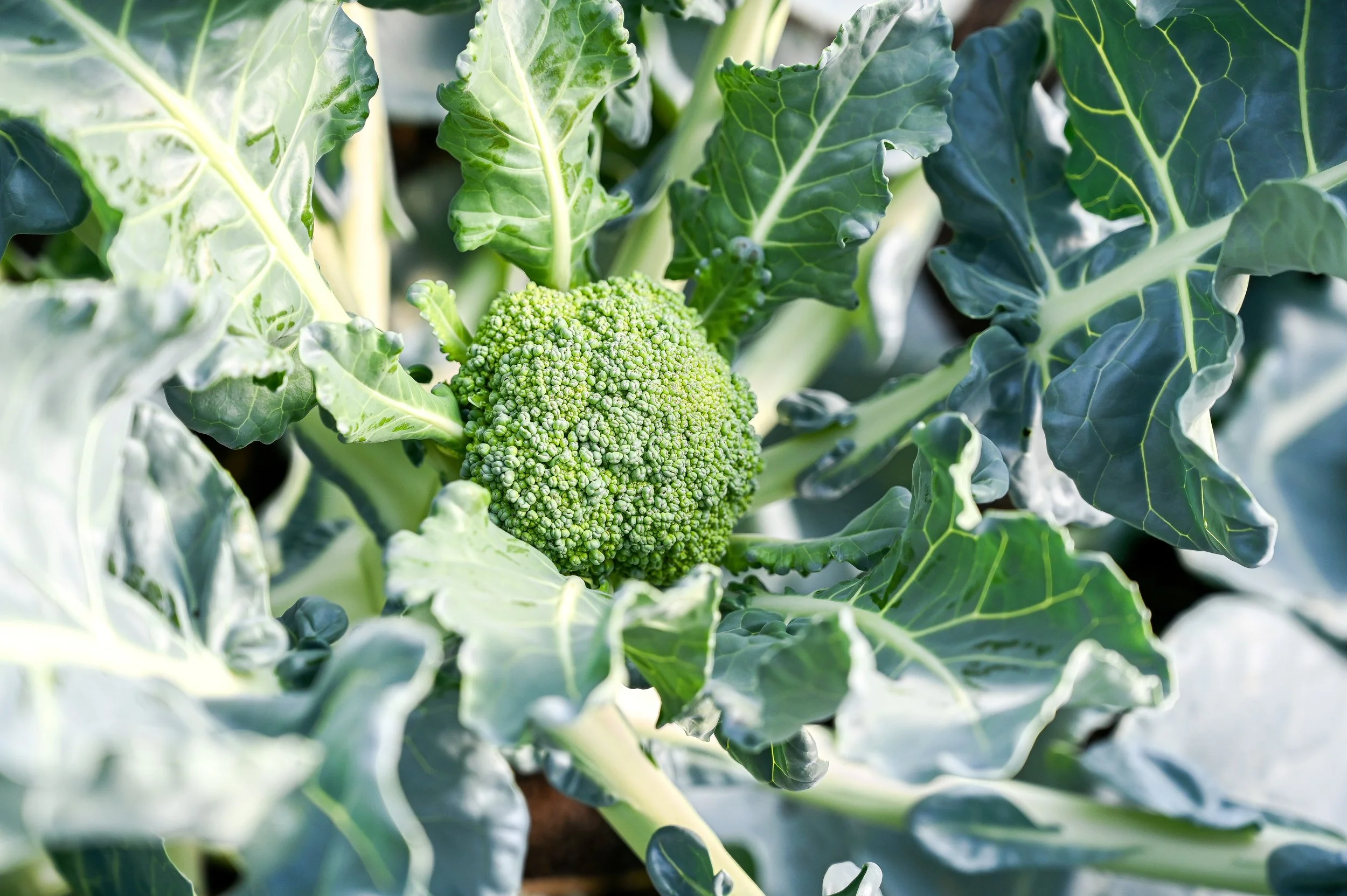 Broccoli