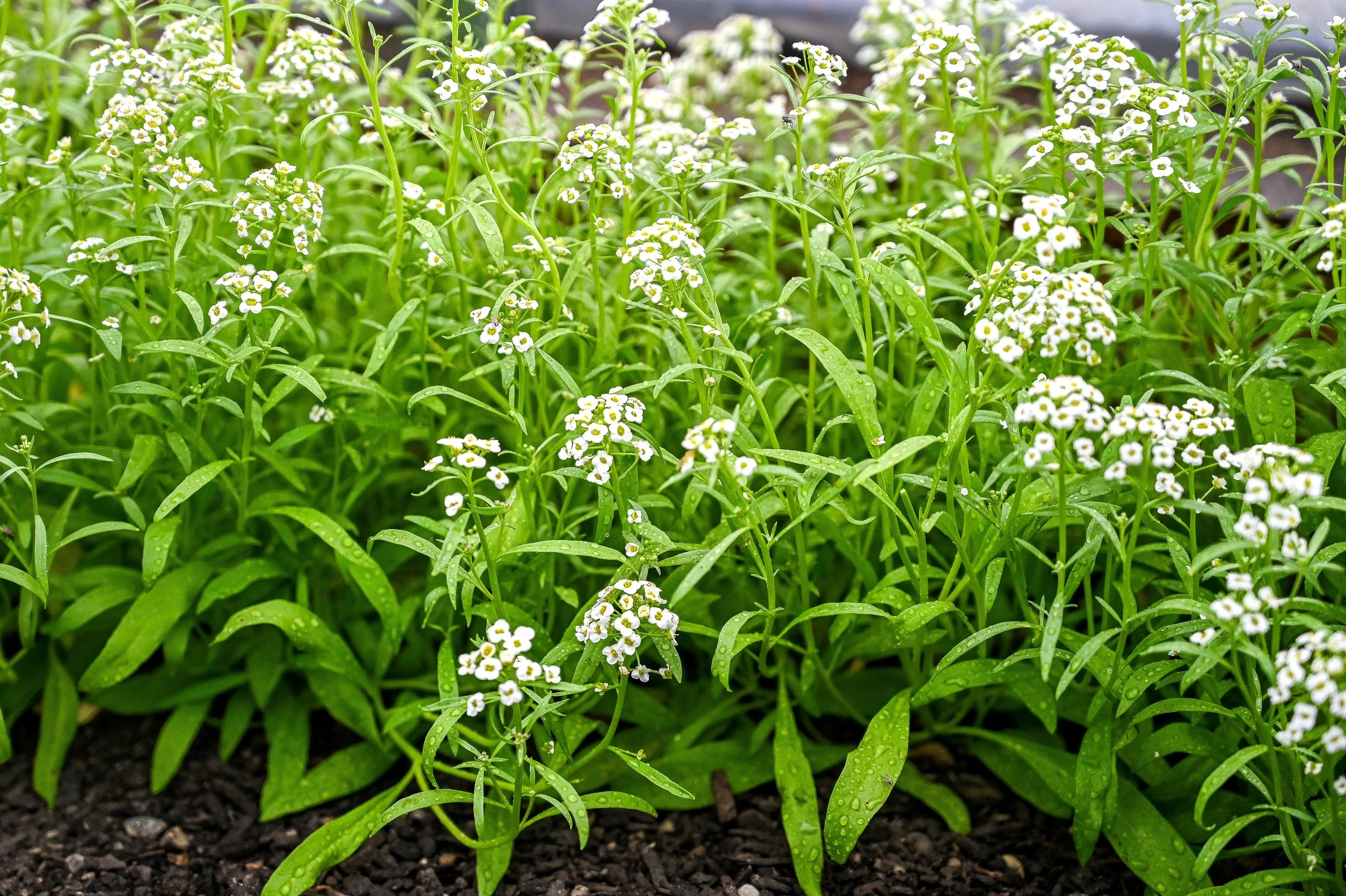 Sweet Alyssum (for Pollinators)