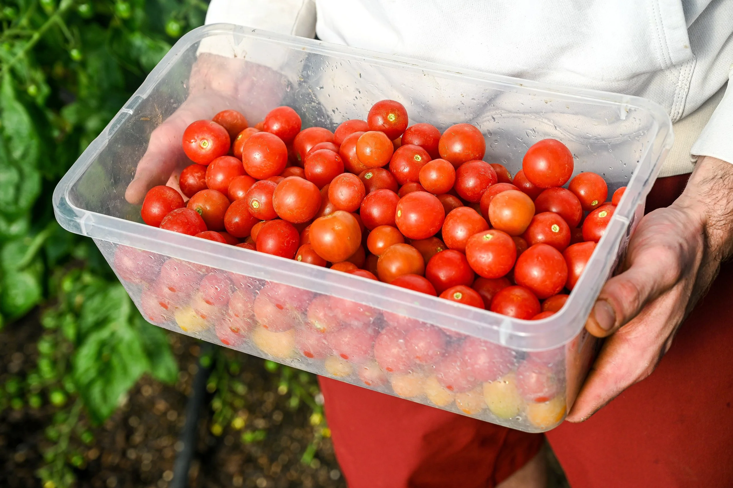 Cherry Tomatoes