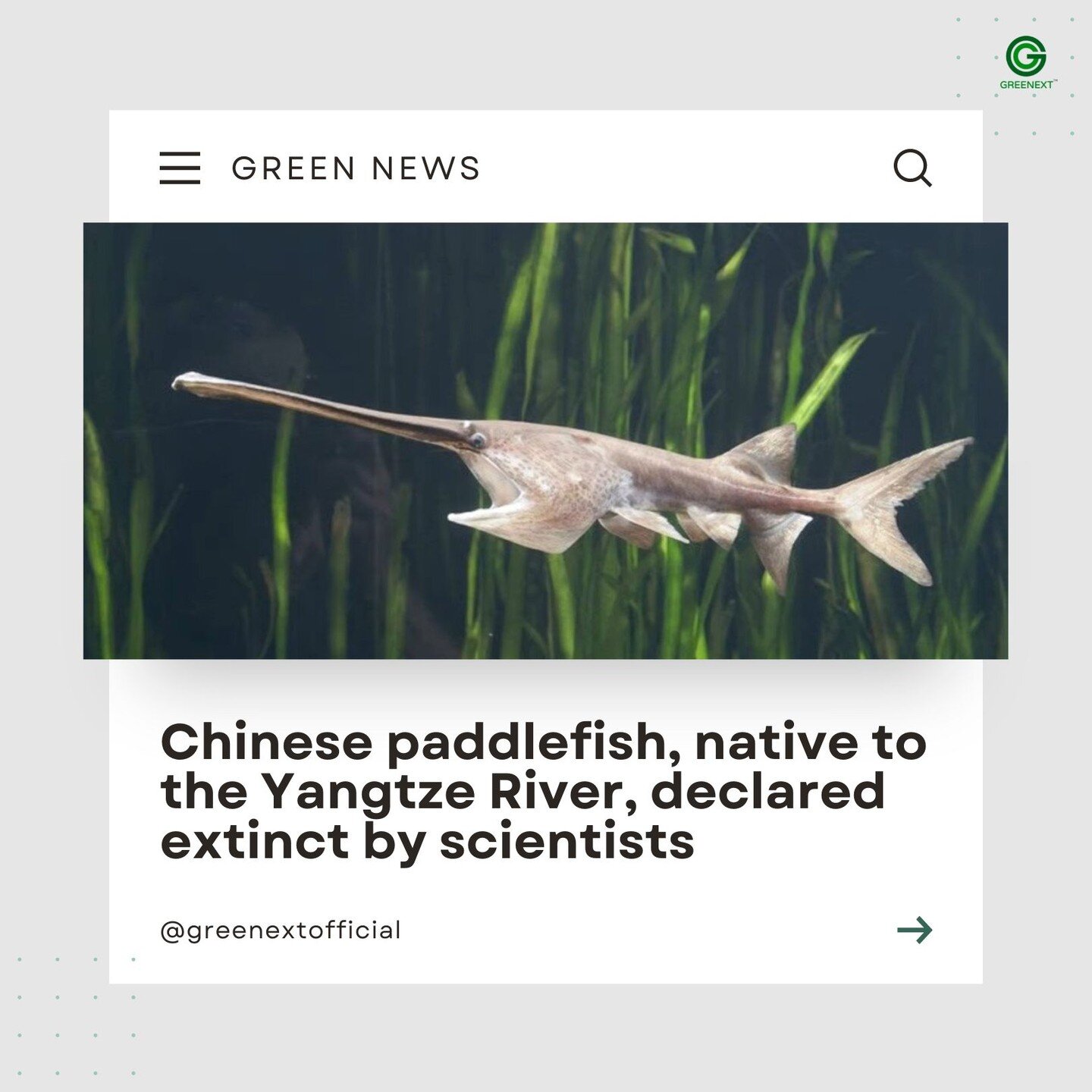 😢 #news | The Chinese paddlefish, one of the world&rsquo;s largest freshwater fish species and a native of the Yangtze River system, has been declared extinct.