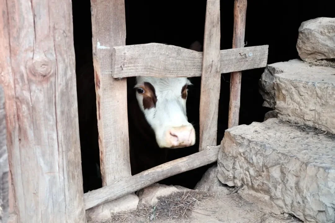 Coffee Clash launched the "Flowing - see my village through camera" exhibition in Yunnan