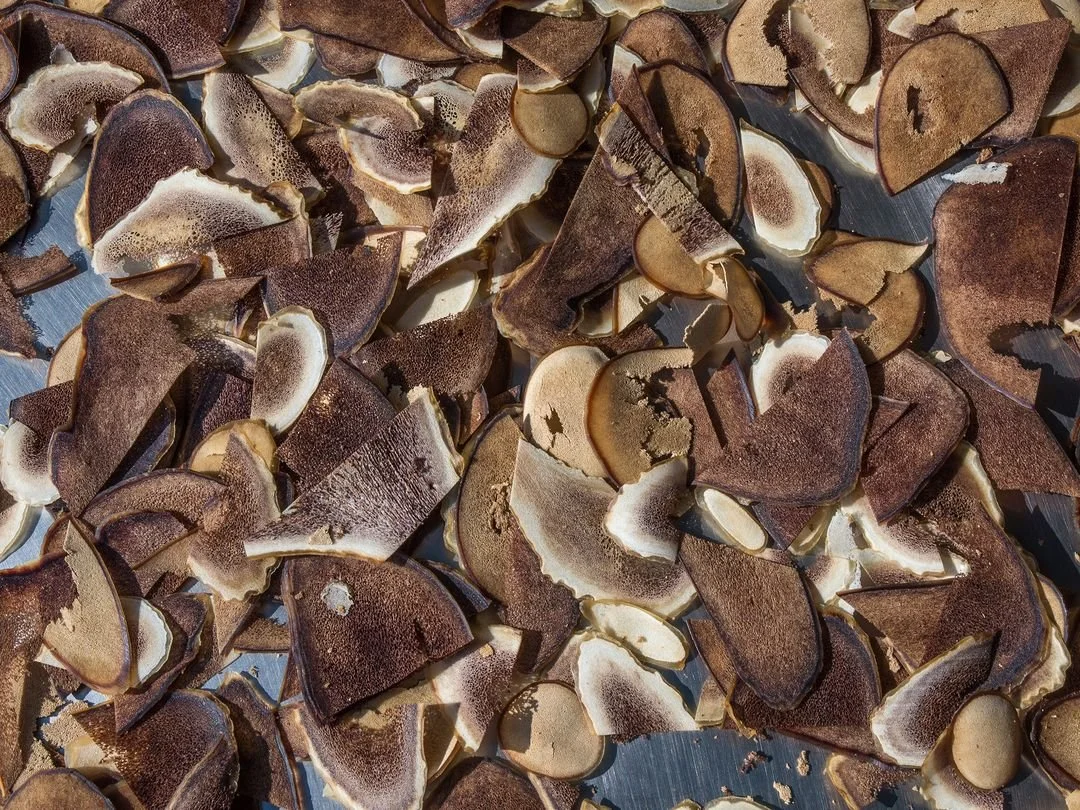 China's Jimi Biotech develops the world's first deer antler stem cell line