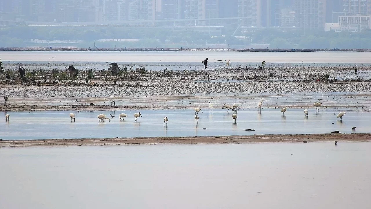 Tencent takes steps to make its office building more bird-friendly