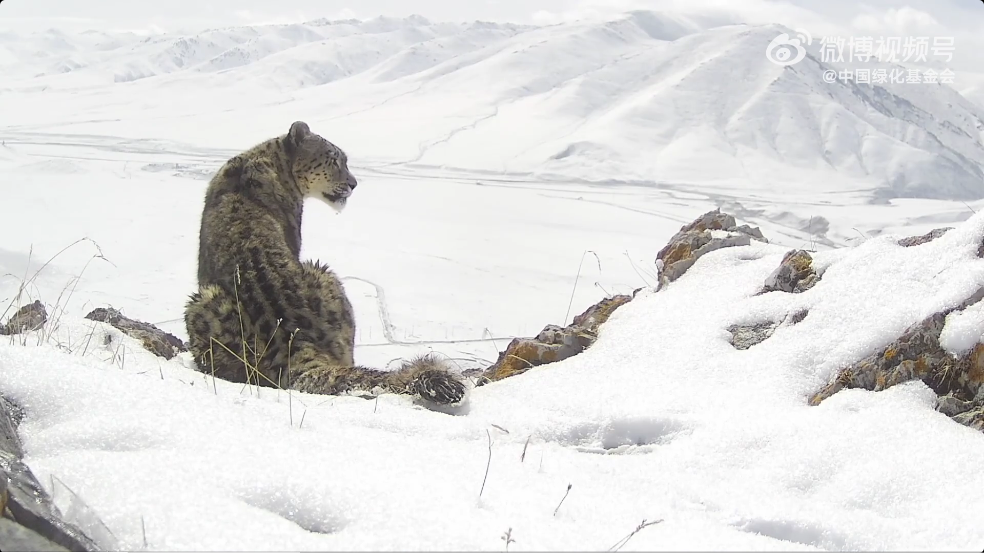 Cartier commits to snow leopard protection in China's Sanjiangyuan
