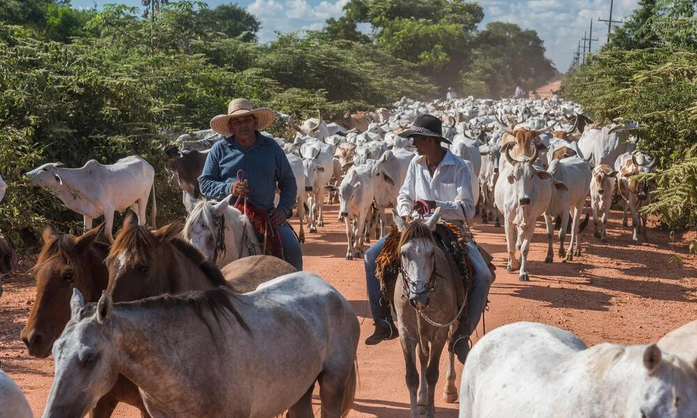 Companies to pledge financial support for sustainable leather supply chains