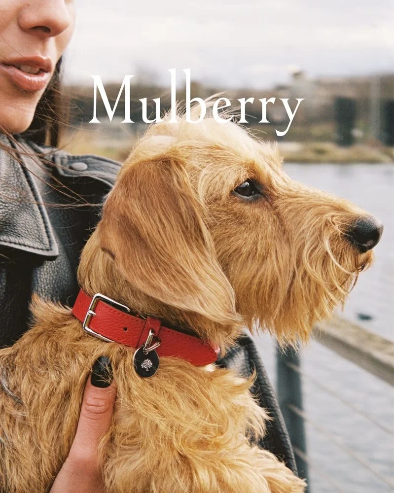 Mulberry puts offcuts to good use with sustainable dog collection
