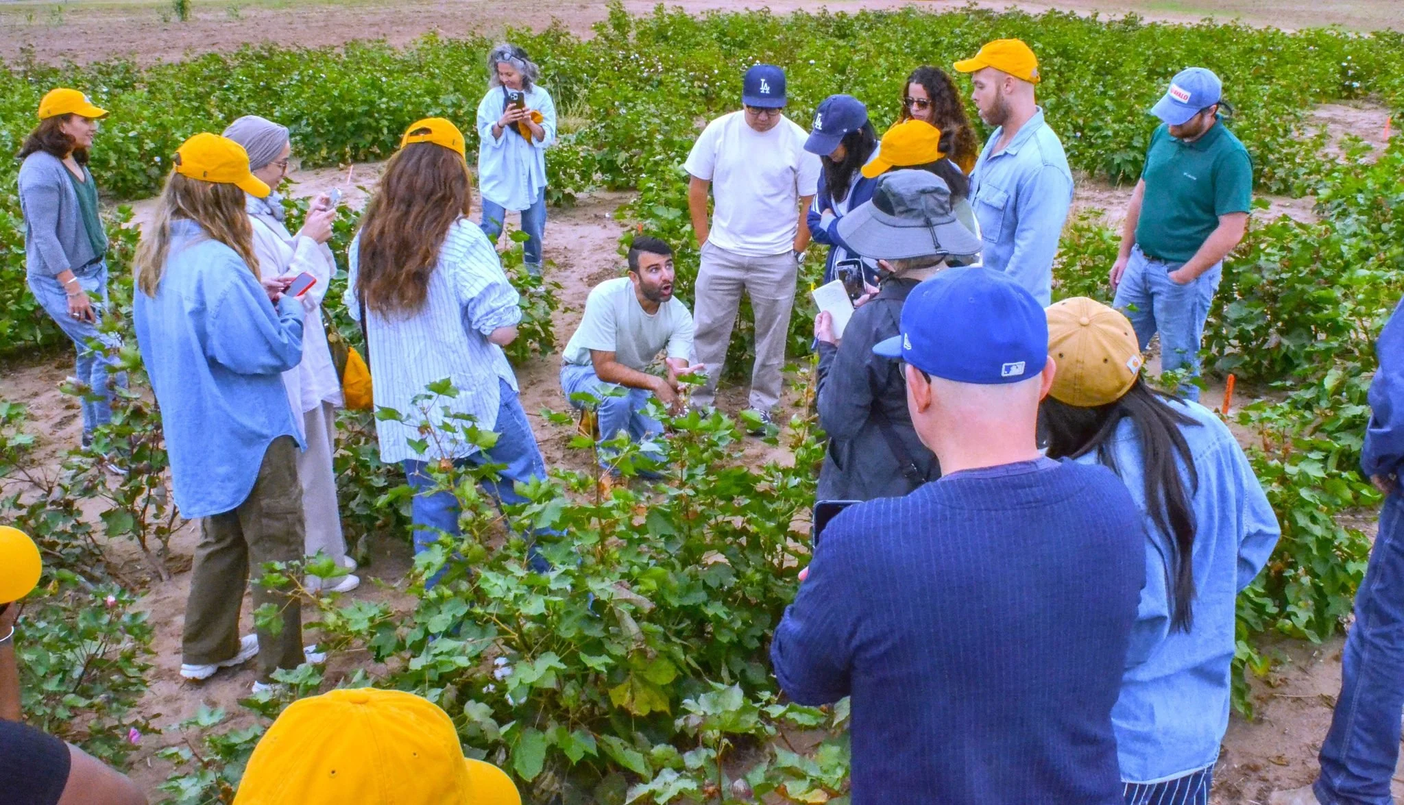 Better Cotton and Avalo Partner on AI Breeding for Climate-Resilient Cotton