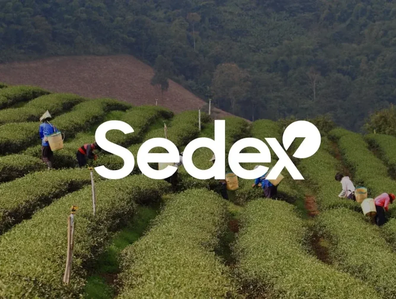 Sedex Launches Regulatory Navigator to Help Businesses Map Global Supply Chain Rules