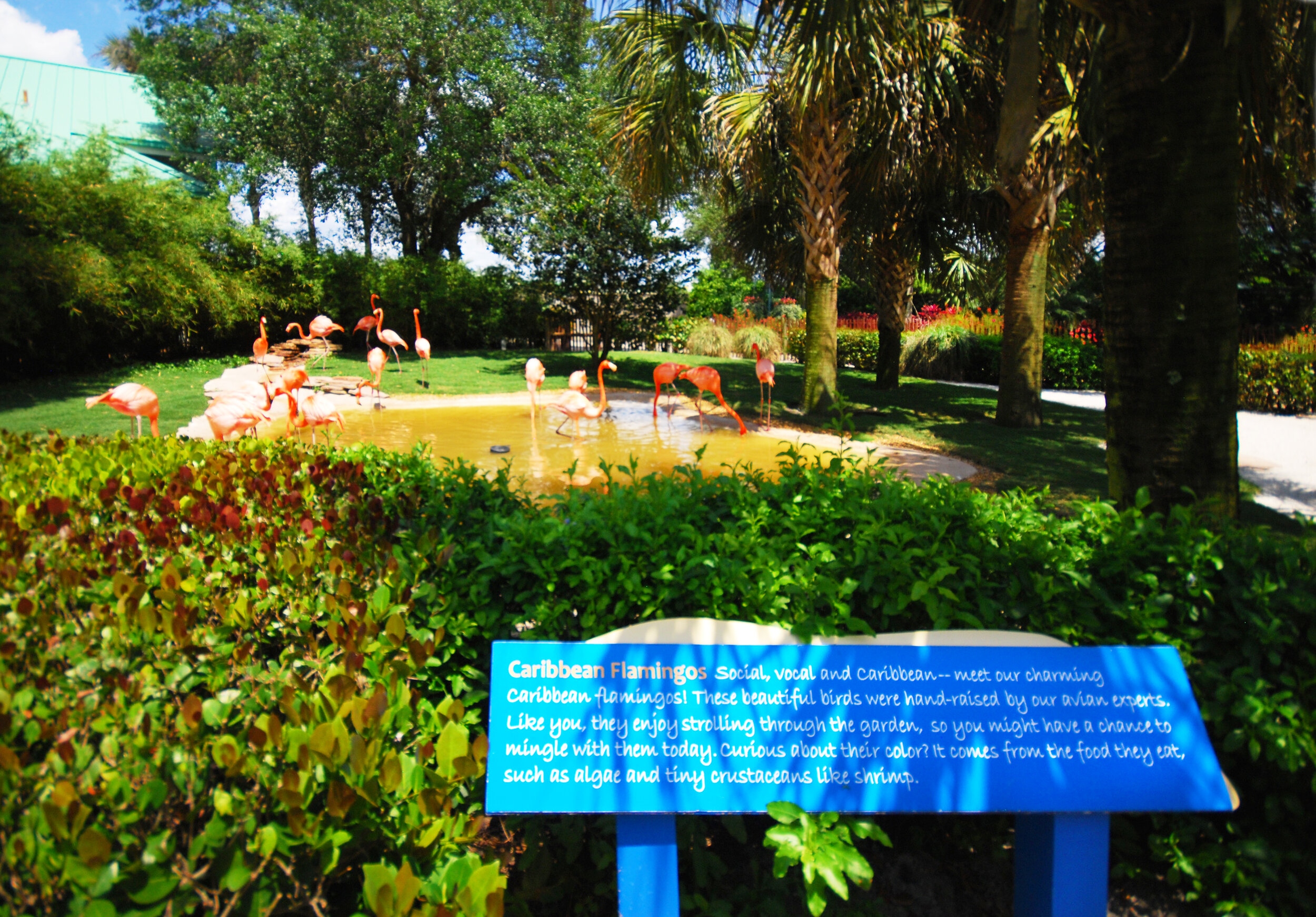 Web-SWO Flamingo Habitat-1.jpg