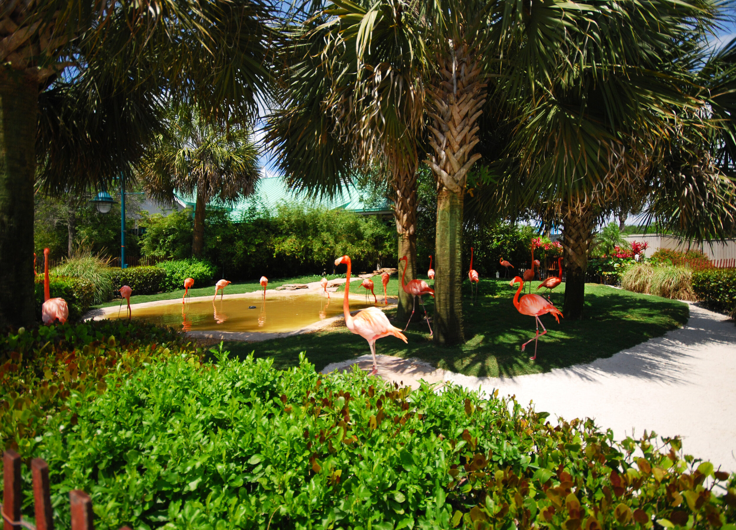 Web-SWO Flamingo Habitat-2.jpg