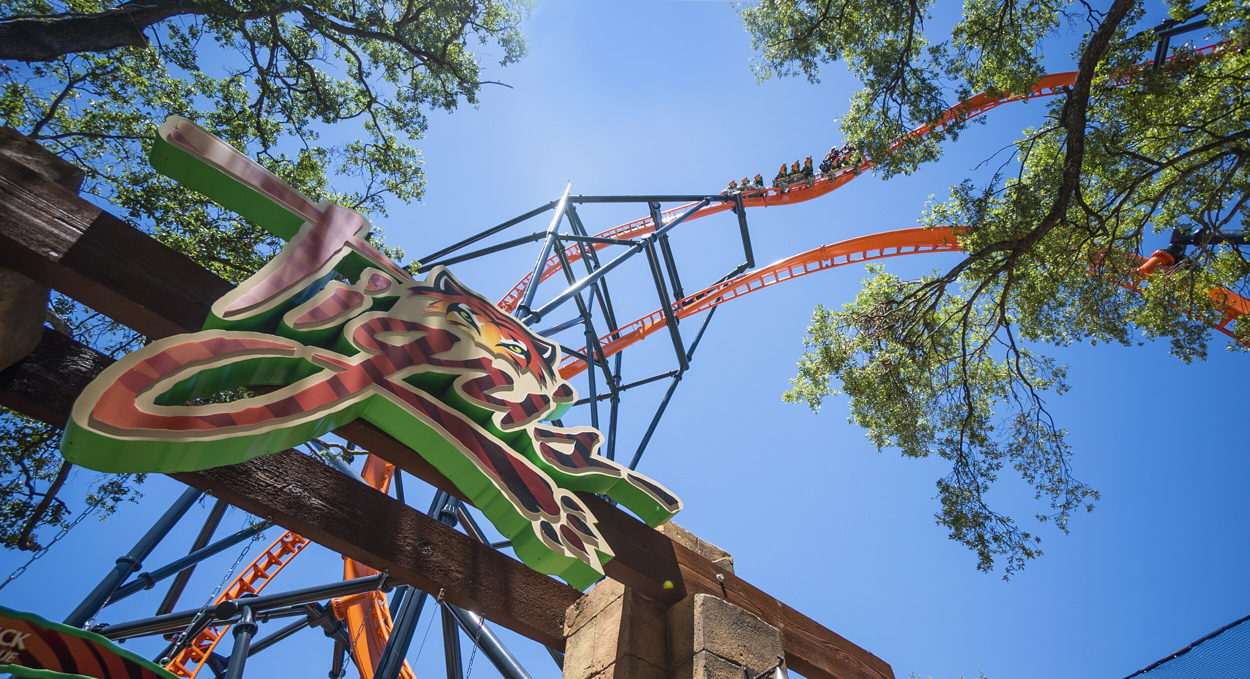 Tigris, tiger themed roller coaster, opens at Busch Gardens