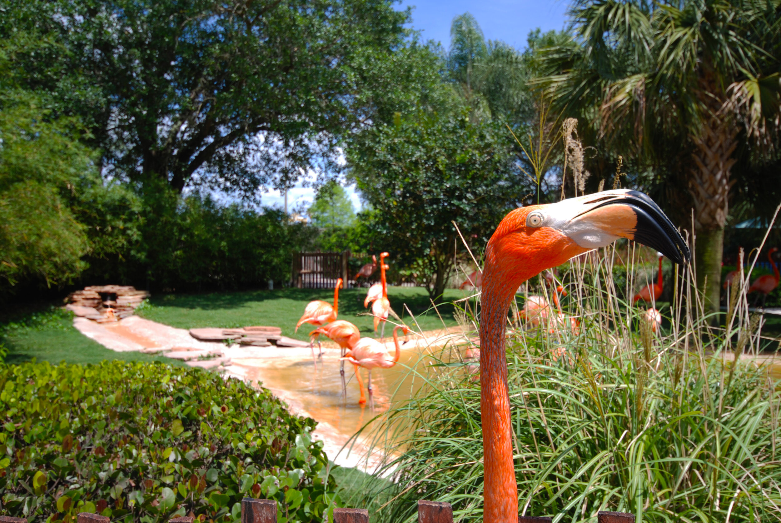 Web-SWO Flamingo Habitat-4.jpg