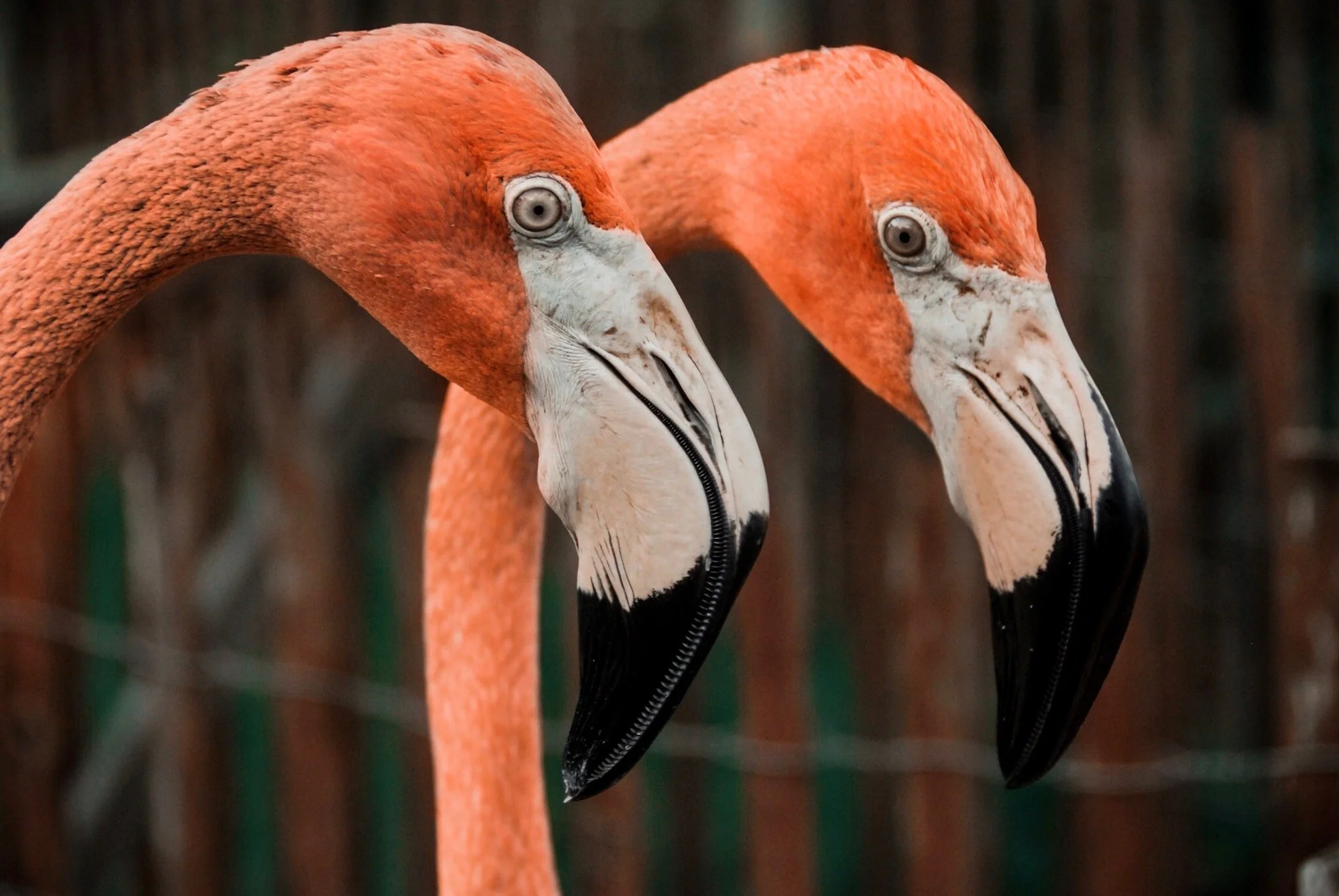 Web_SWO Flamingo Habitat-3a.JPG