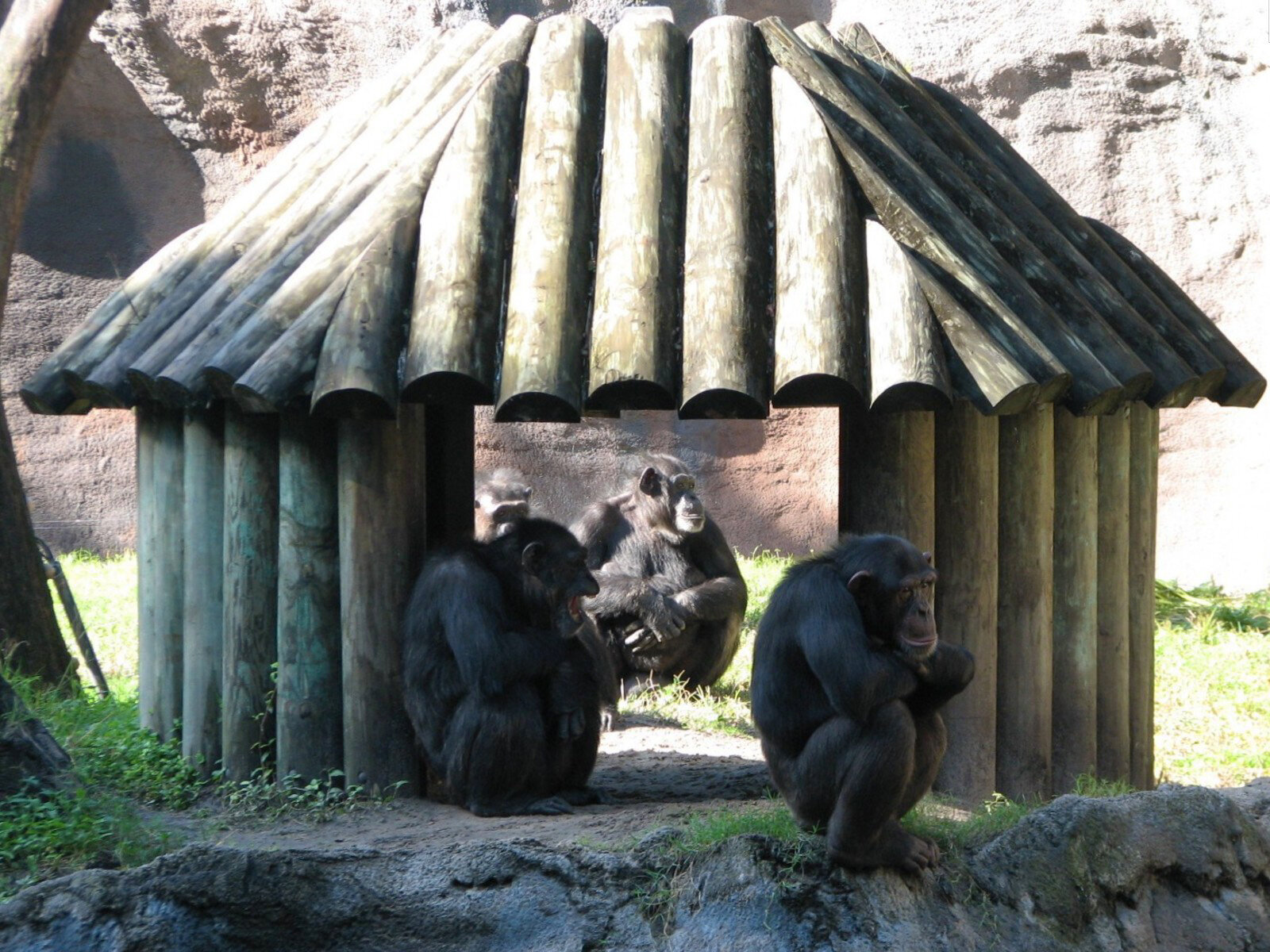 Web_BGT Myombe Chimp Huts4.jpg