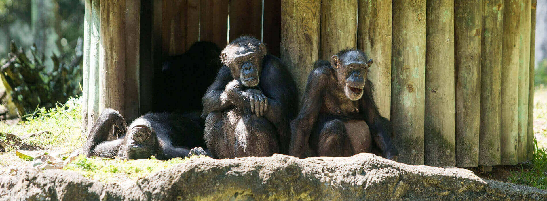 Web_BGT Myombe Chimp Huts3.jpg