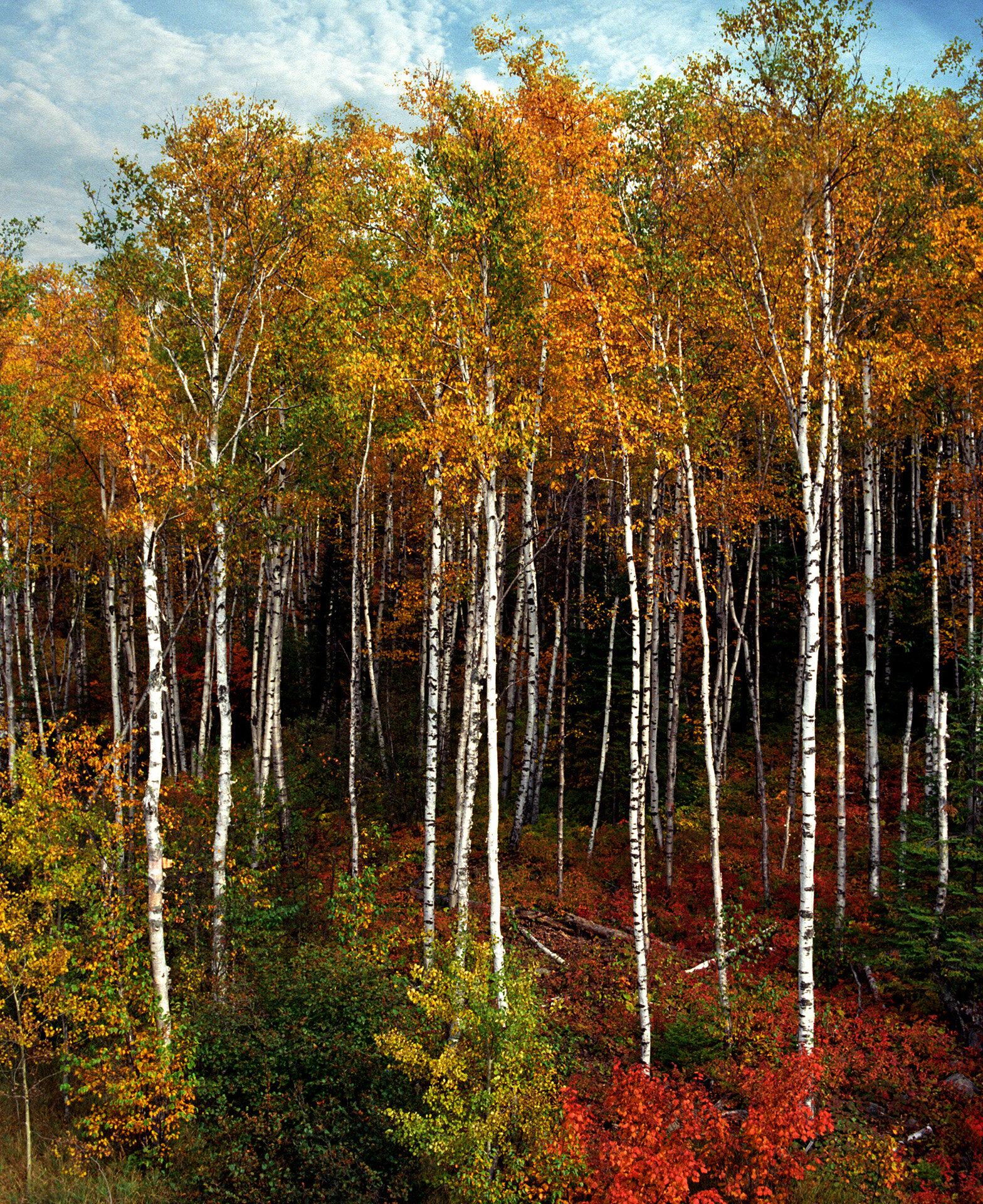 Temperence river MN state park.jpg