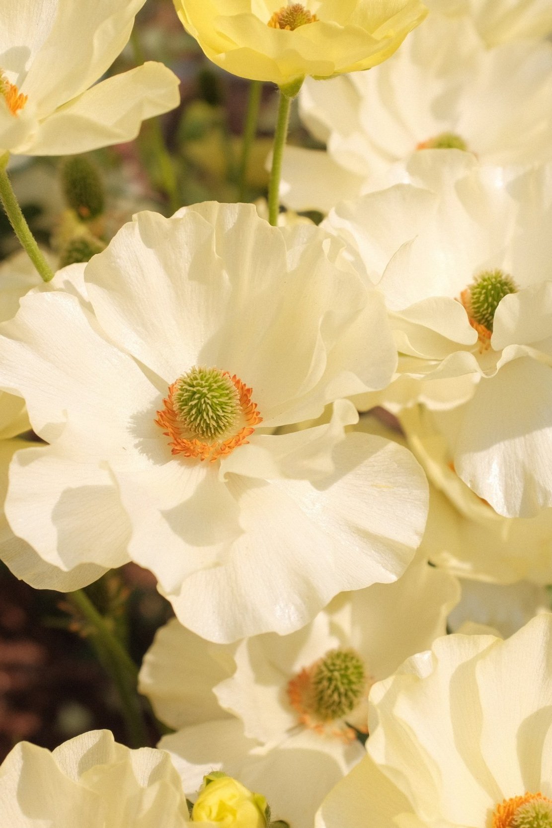 La Fleurista