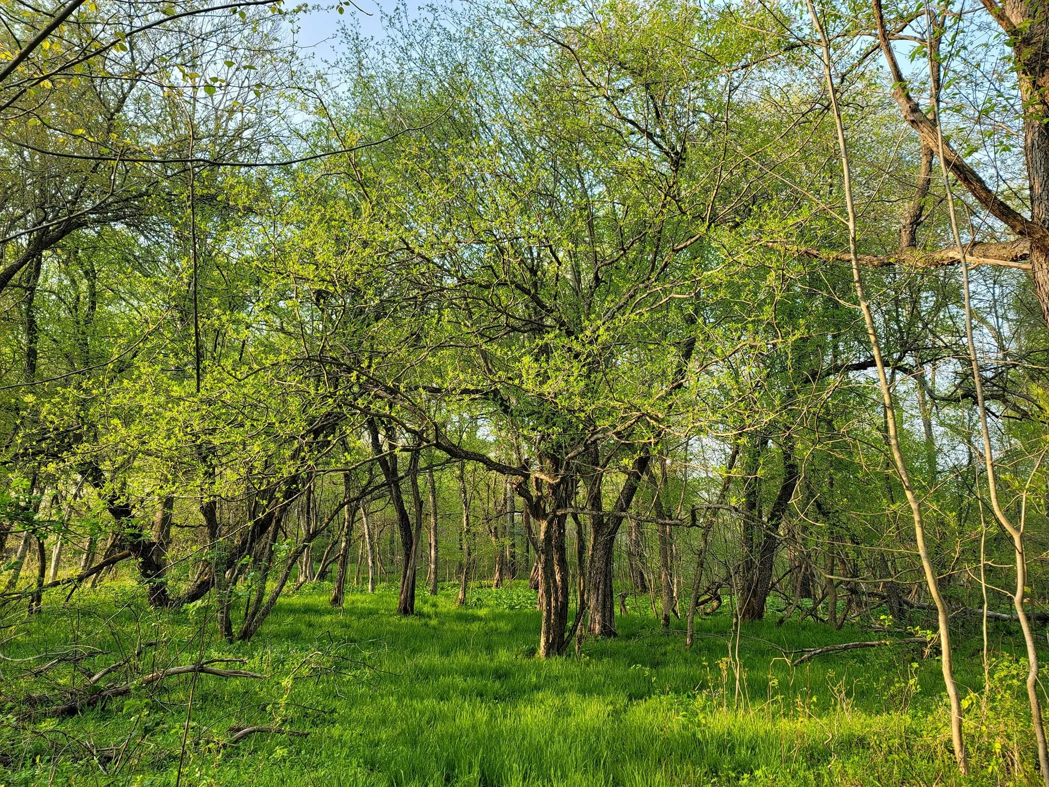 A lush green forest with tall trees and bright green grass on the ground, sunlight filtering through the leaves.