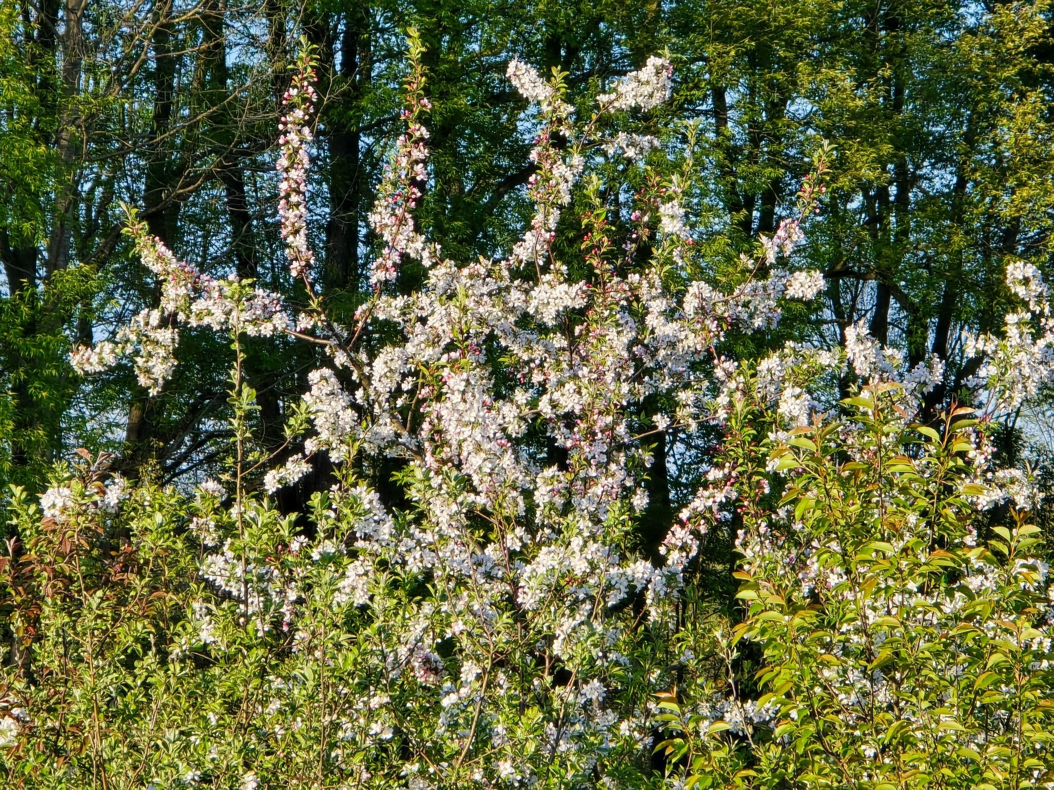 Blooming tree with white and pink flowers among green foliage and trees in the background.