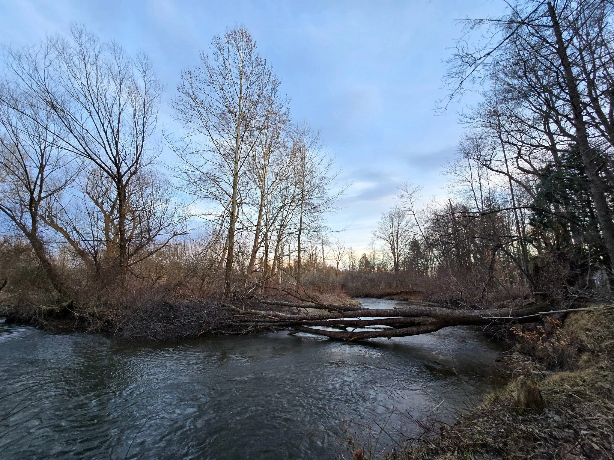 A river flowing through a forest with leafless trees and fallen logs in the water, under a partly cloudy sky.