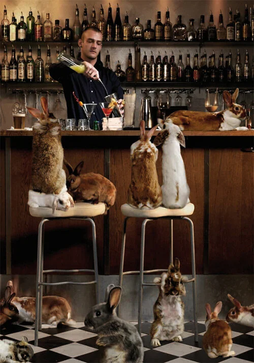 city_rabbits_close.jpg