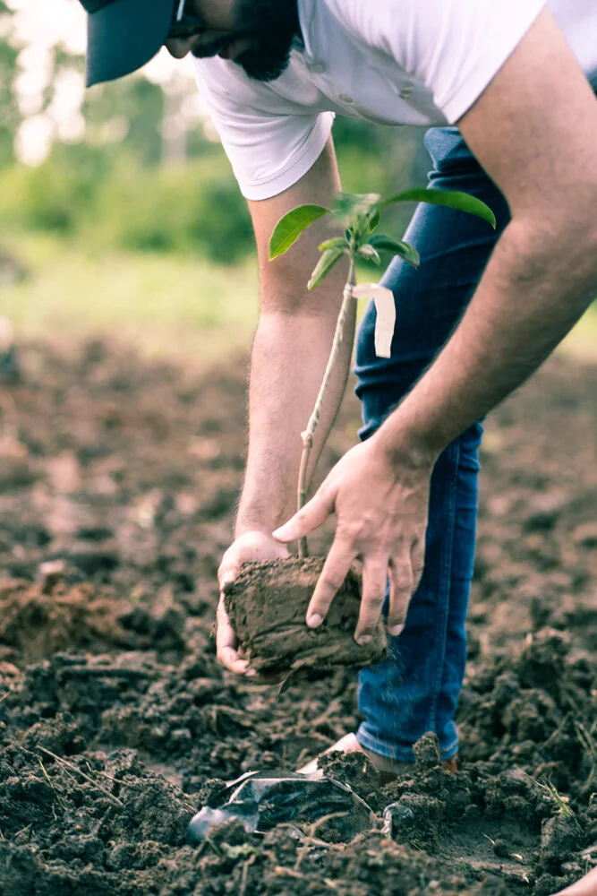 Sheikh Muiz Bukhary Plating Trees.JPG