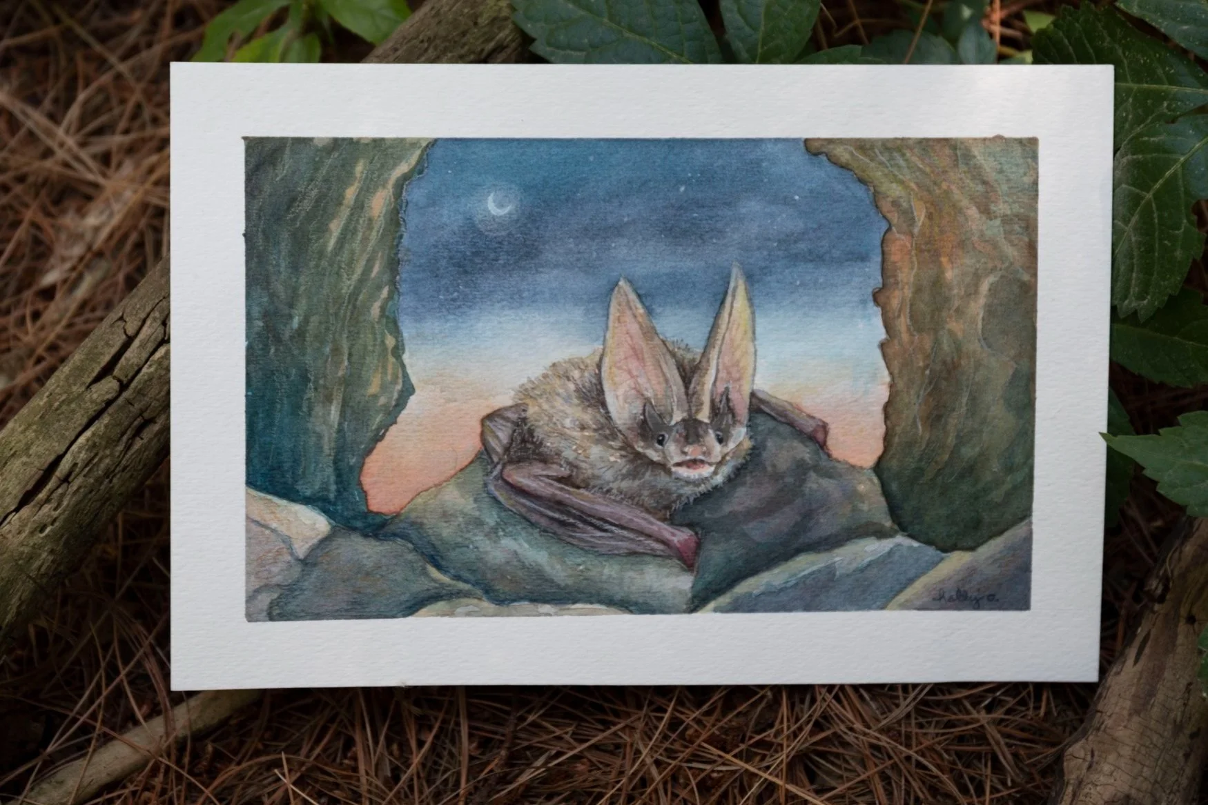 Rafinesque's Long eared bat.jpg