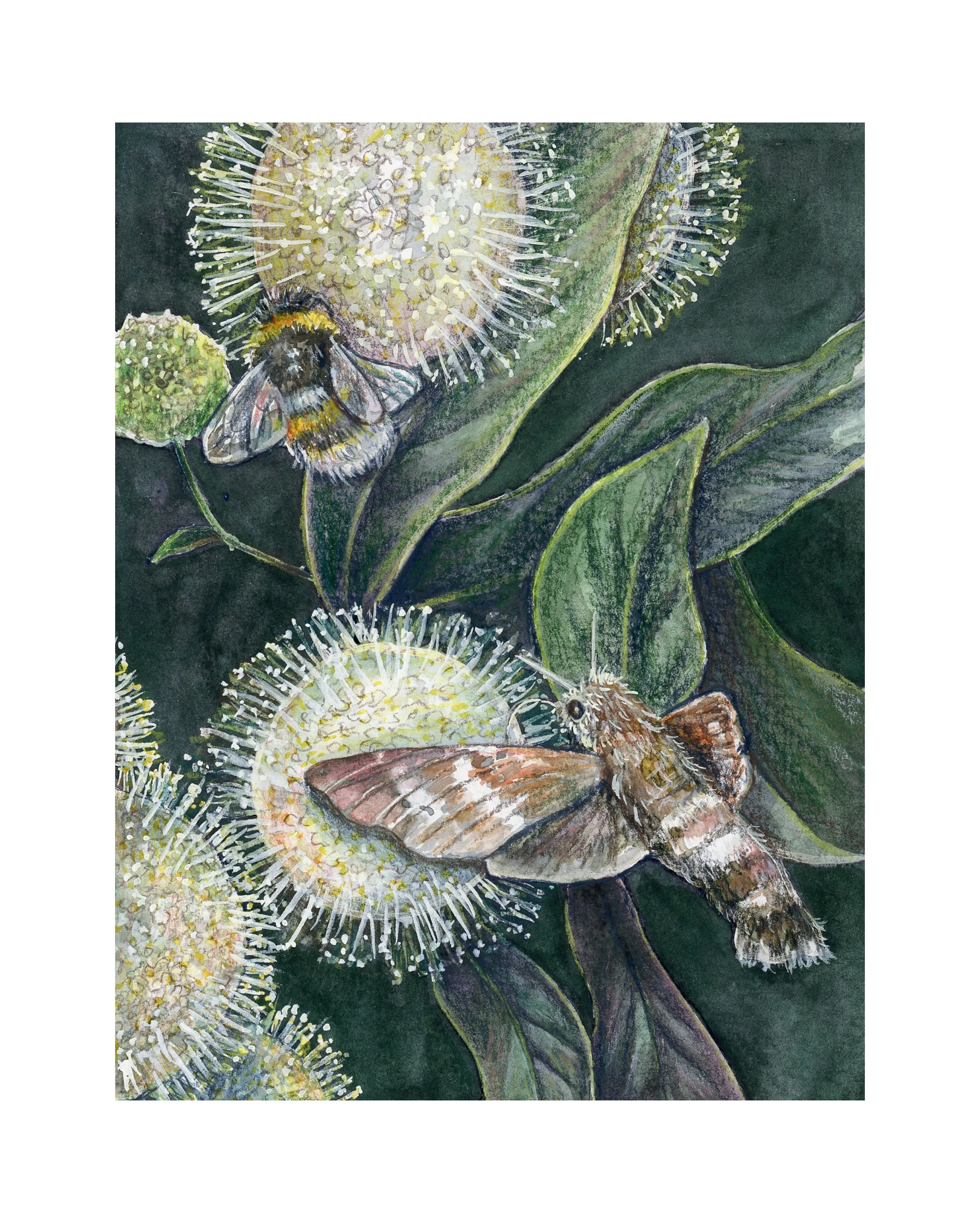 Buttonbush 8x10 jpg.jpg