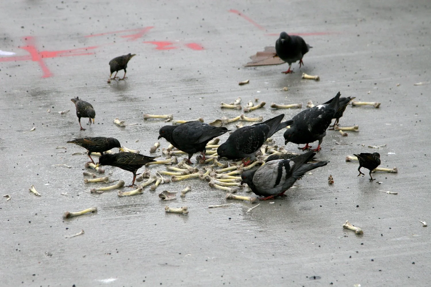 cannibalism.jpg