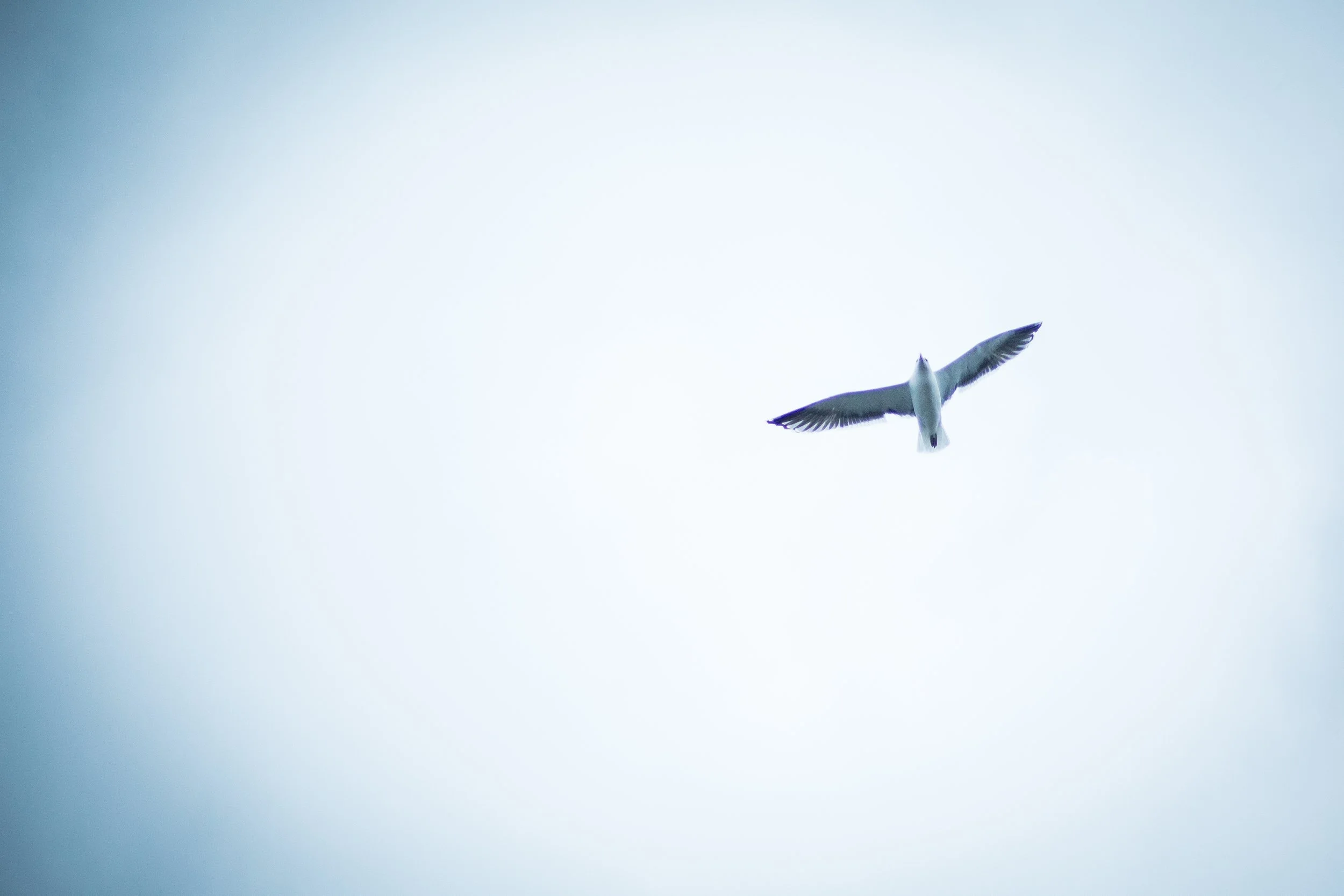 _MG_0231.jpg