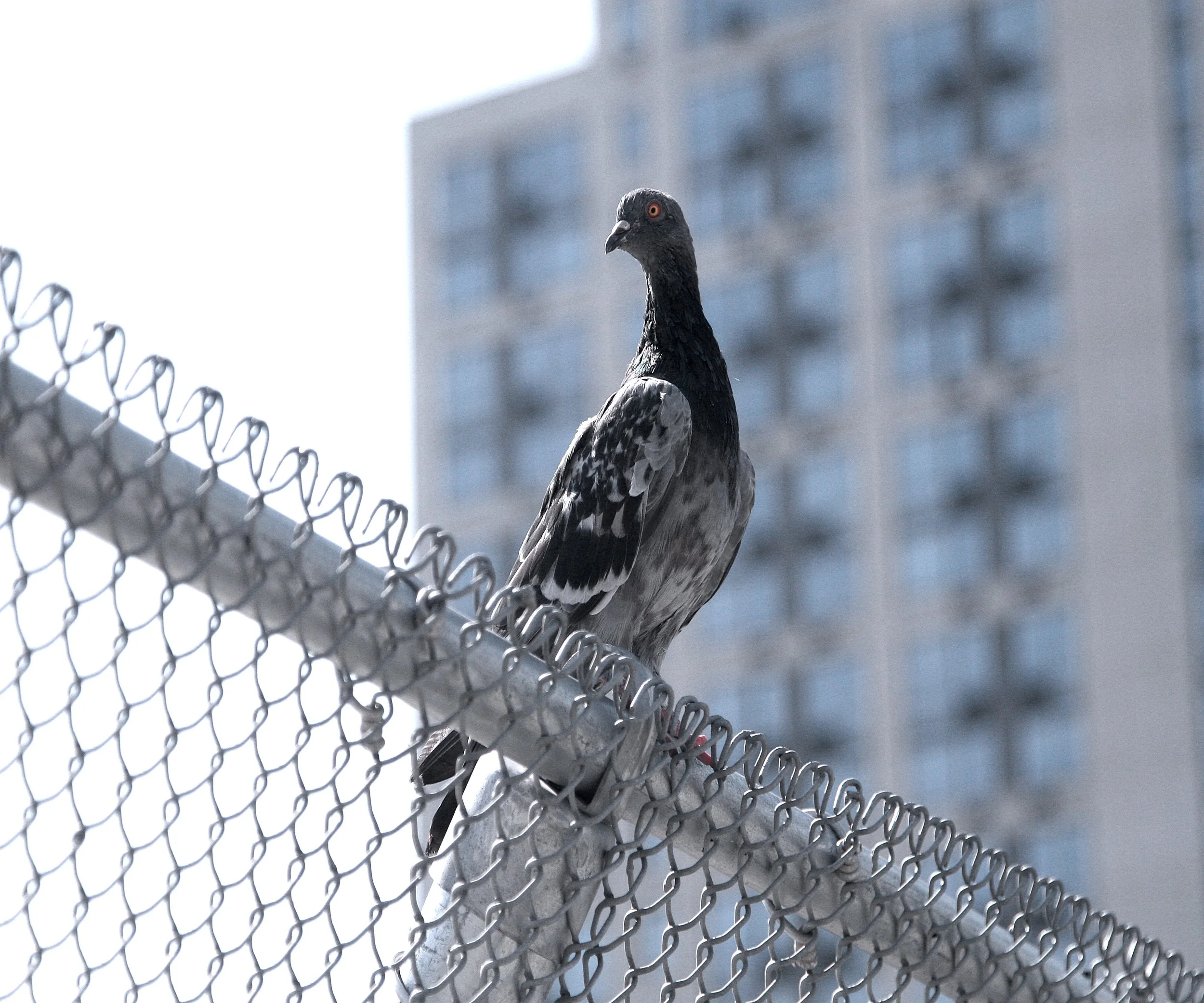 bird.jpg