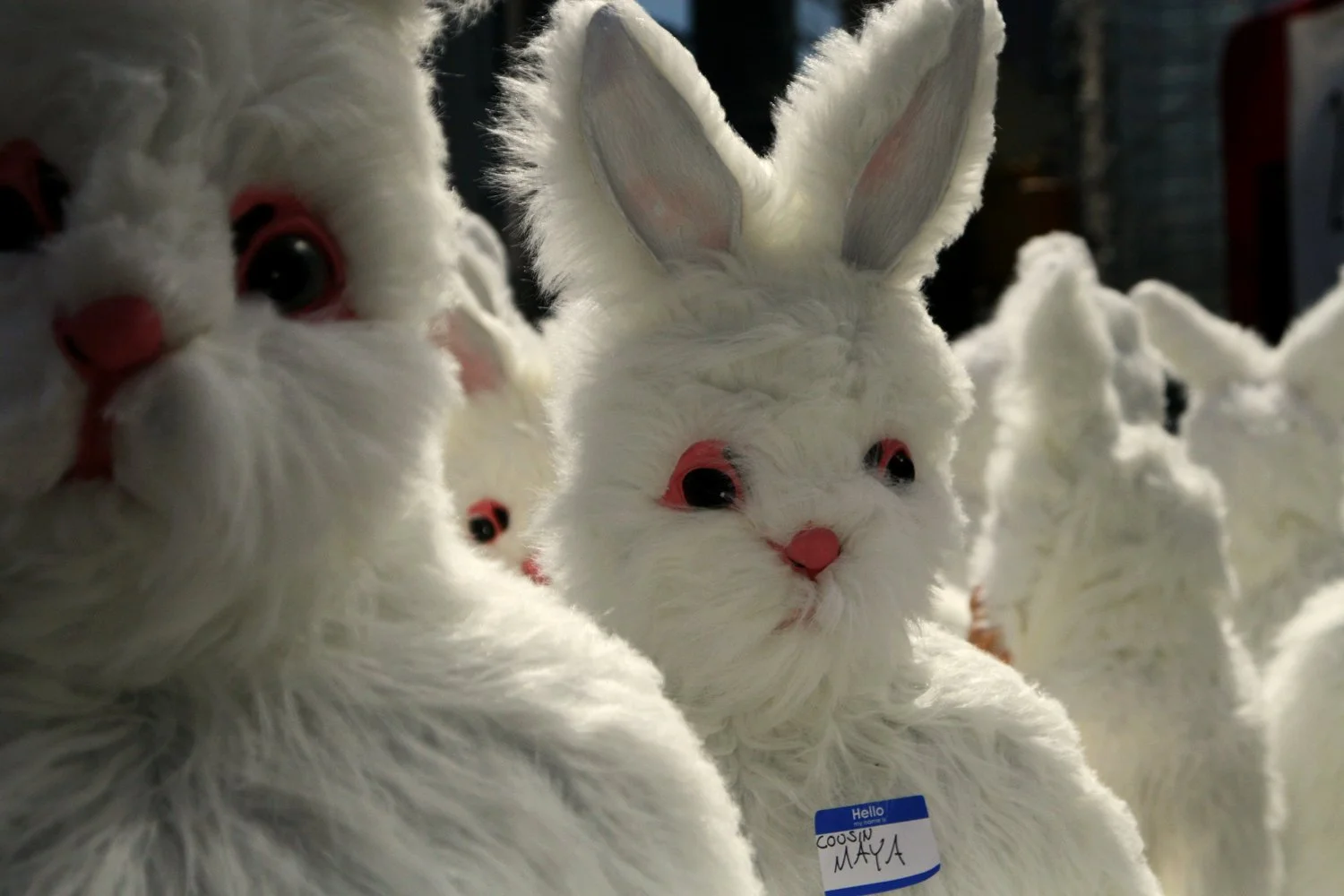 bunny.jpg