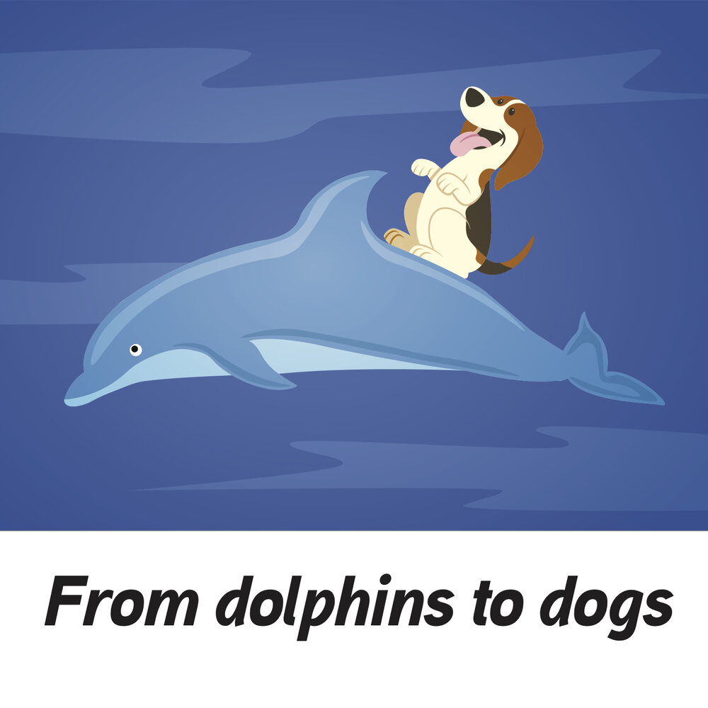 Land and Water Animals Unit — Have Dreams Land and Water Animals Unit — Have Dreams