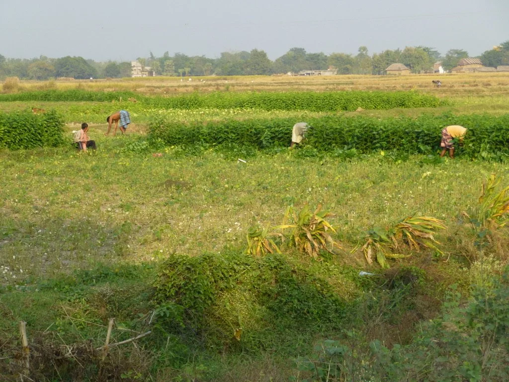 People farming in a large open field with greenery and houses in the background.